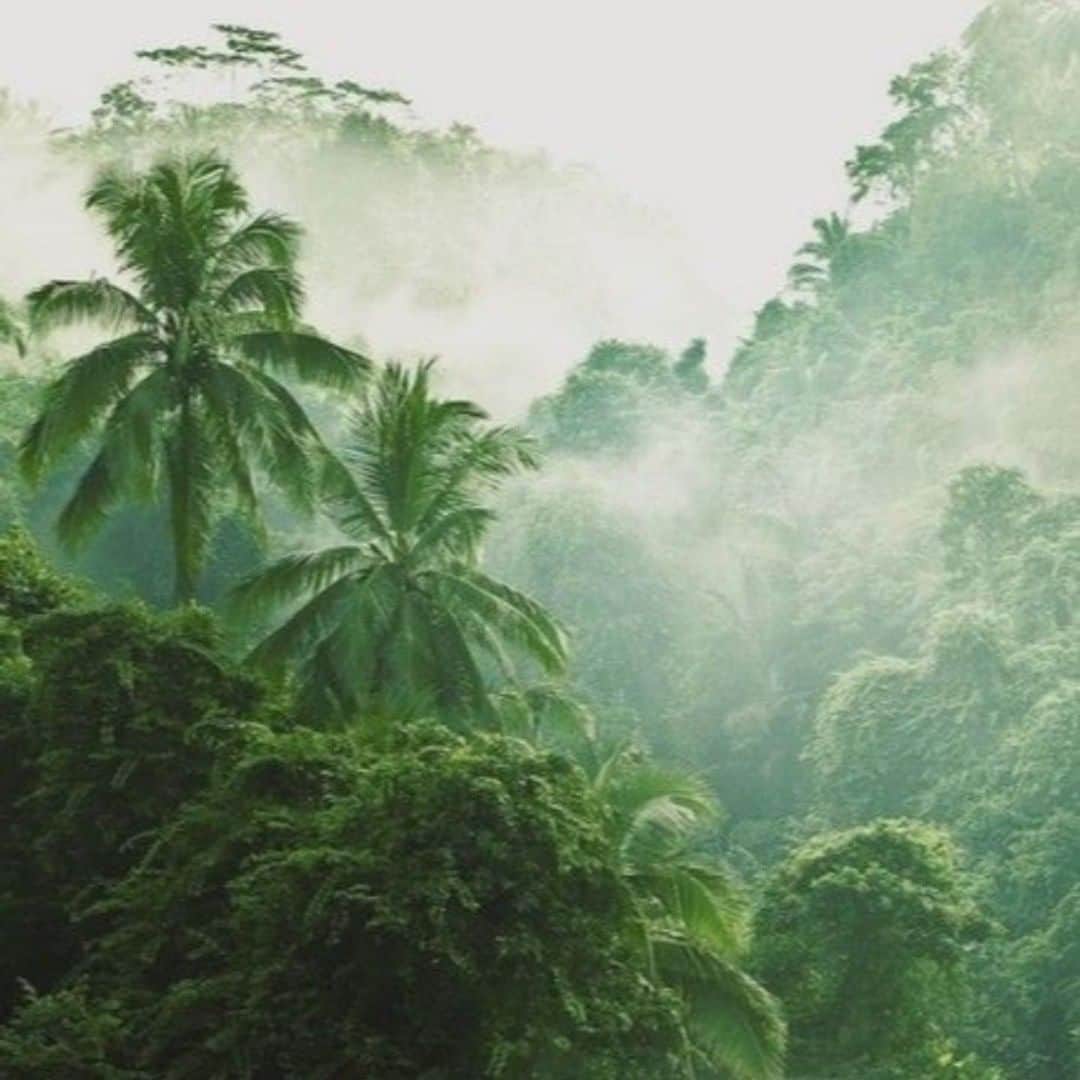 マリブシャツのインスタグラム：「Happy Aloha Friday!  @oohawaiibeauty Connecting with nature is one of our favorite ways to shed some stress. Living in a constant state of stress is not only soul-sucking, but can actually affect your skin + gut health due to the release of cortisol. This can lead to hormonal acne and unwanted weight gain. So in the name of relaxation, mid-week forrest bath anyone?🌴 💛」