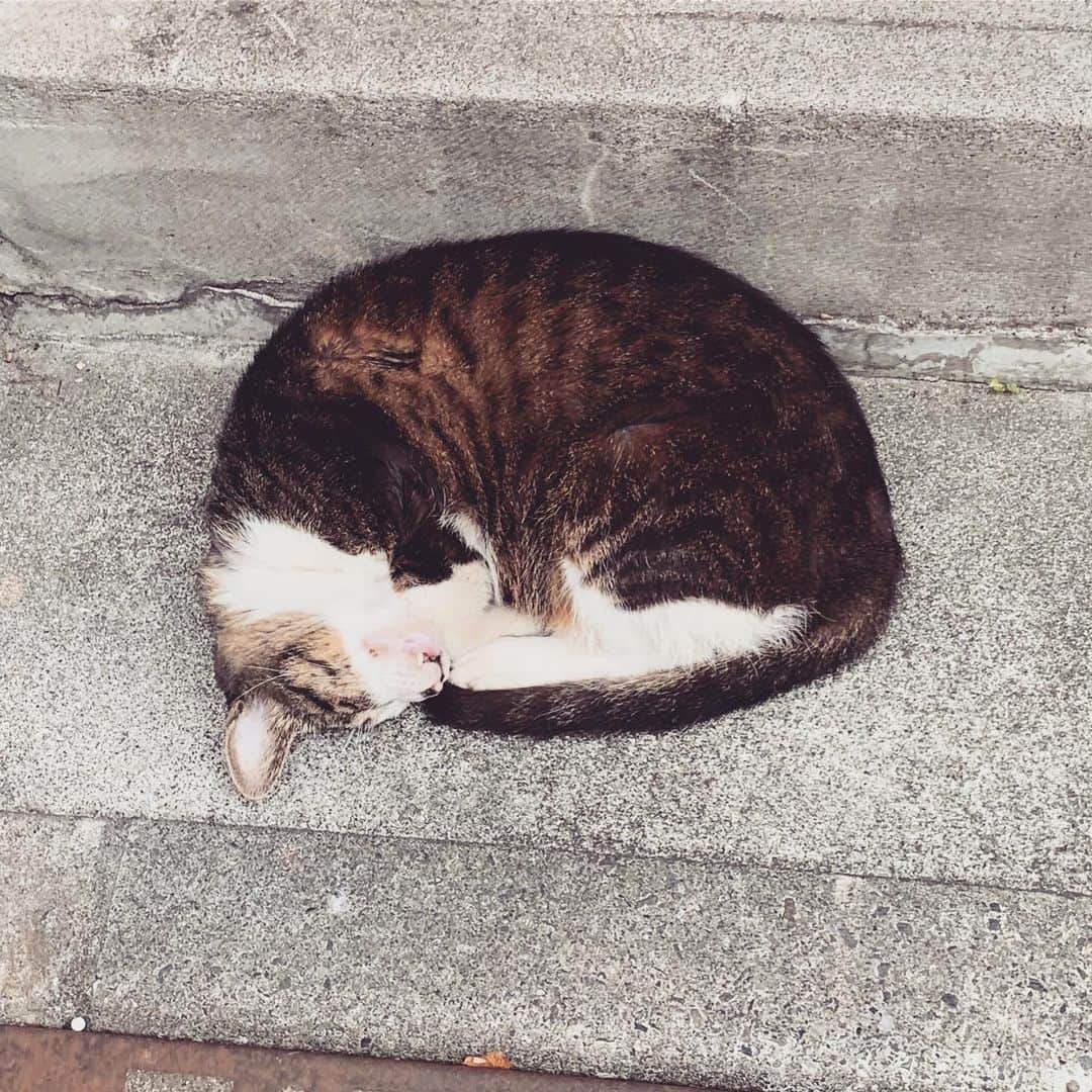 奥山レイカのインスタグラム：「#ネコ #cat #ねこすたぐらむ #のらねこ #みしらぬねこ」