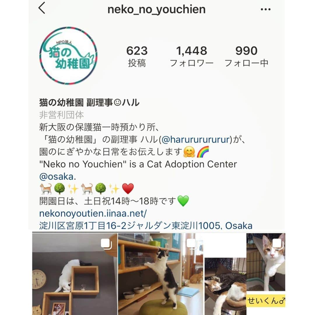 八、おこめさんのインスタグラム写真 - (八、おこめInstagram)「お知らせで〜す🐾 急遽！なんとこの連休に『猫の幼稚園』さん( @neko_no_youchien )ご好意で、譲渡会をさせて頂ける事になりました〜✨ @nekonote0401 からは〜かわいい子猫3匹と❣️5枚目の写真→ひみつ君(teamねこのて新人アイドルw)が参加予定です♩ 詳しくは @neko_no_youchien さんか @nekonote0401 のblogをご覧下さい🐾 よろしくお願いしま〜す❣️ 私はこの連休の連勤(本業)多分めっちゃ忙しい…気合い入れて挑む💪 皆様は良い連休をお過ごし下さ〜い❣️ #猫の幼稚園 #teamねこのて #シェルター便り #里親募集 #保護猫 #預かりボランティア #譲渡会 #猫のシェルター #伊丹市 #お掃除ボランティア #ねこ部 #cat #ねこ #猫 #ネコ #toitoitoicat #toitoitoiきっとうまくいくミニマムプロジェクト」9月13日 23時11分 - naomiuno