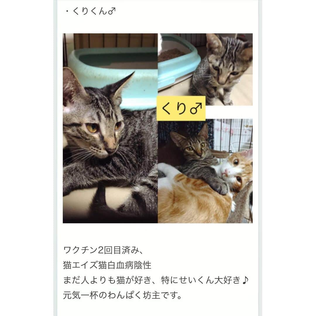 八、おこめさんのインスタグラム写真 - (八、おこめInstagram)「お知らせで〜す🐾 急遽！なんとこの連休に『猫の幼稚園』さん( @neko_no_youchien )ご好意で、譲渡会をさせて頂ける事になりました〜✨ @nekonote0401 からは〜かわいい子猫3匹と❣️5枚目の写真→ひみつ君(teamねこのて新人アイドルw)が参加予定です♩ 詳しくは @neko_no_youchien さんか @nekonote0401 のblogをご覧下さい🐾 よろしくお願いしま〜す❣️ 私はこの連休の連勤(本業)多分めっちゃ忙しい…気合い入れて挑む💪 皆様は良い連休をお過ごし下さ〜い❣️ #猫の幼稚園 #teamねこのて #シェルター便り #里親募集 #保護猫 #預かりボランティア #譲渡会 #猫のシェルター #伊丹市 #お掃除ボランティア #ねこ部 #cat #ねこ #猫 #ネコ #toitoitoicat #toitoitoiきっとうまくいくミニマムプロジェクト」9月13日 23時11分 - naomiuno