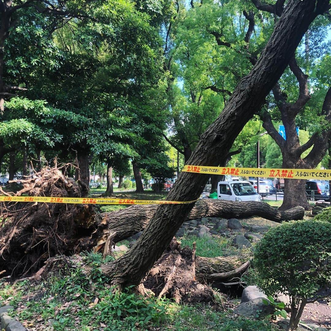 run+さんのインスタグラム写真 - (run+Instagram)「芝公園でもこんなに大きな木が抜けて倒れててびっくり😱 各地の台風の爪痕が治りますように。」9月13日 23時28分 - runplus