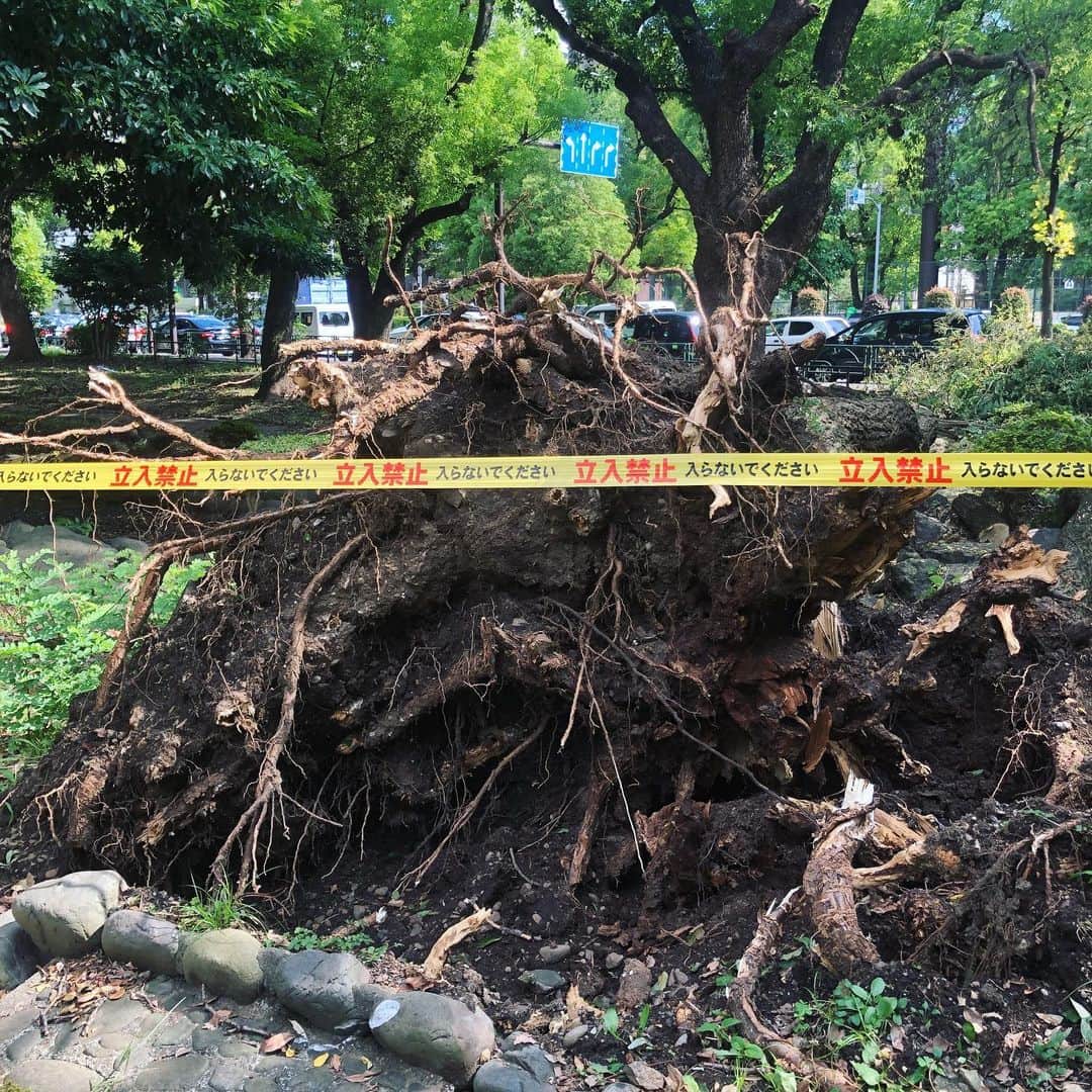 run+さんのインスタグラム写真 - (run+Instagram)「芝公園でもこんなに大きな木が抜けて倒れててびっくり😱 各地の台風の爪痕が治りますように。」9月13日 23時28分 - runplus