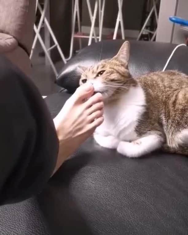 のインスタグラム：「Did you just step on my poop ⠀ ⠀ #meowed #tabby #smellysmell #smelling #smellbad」