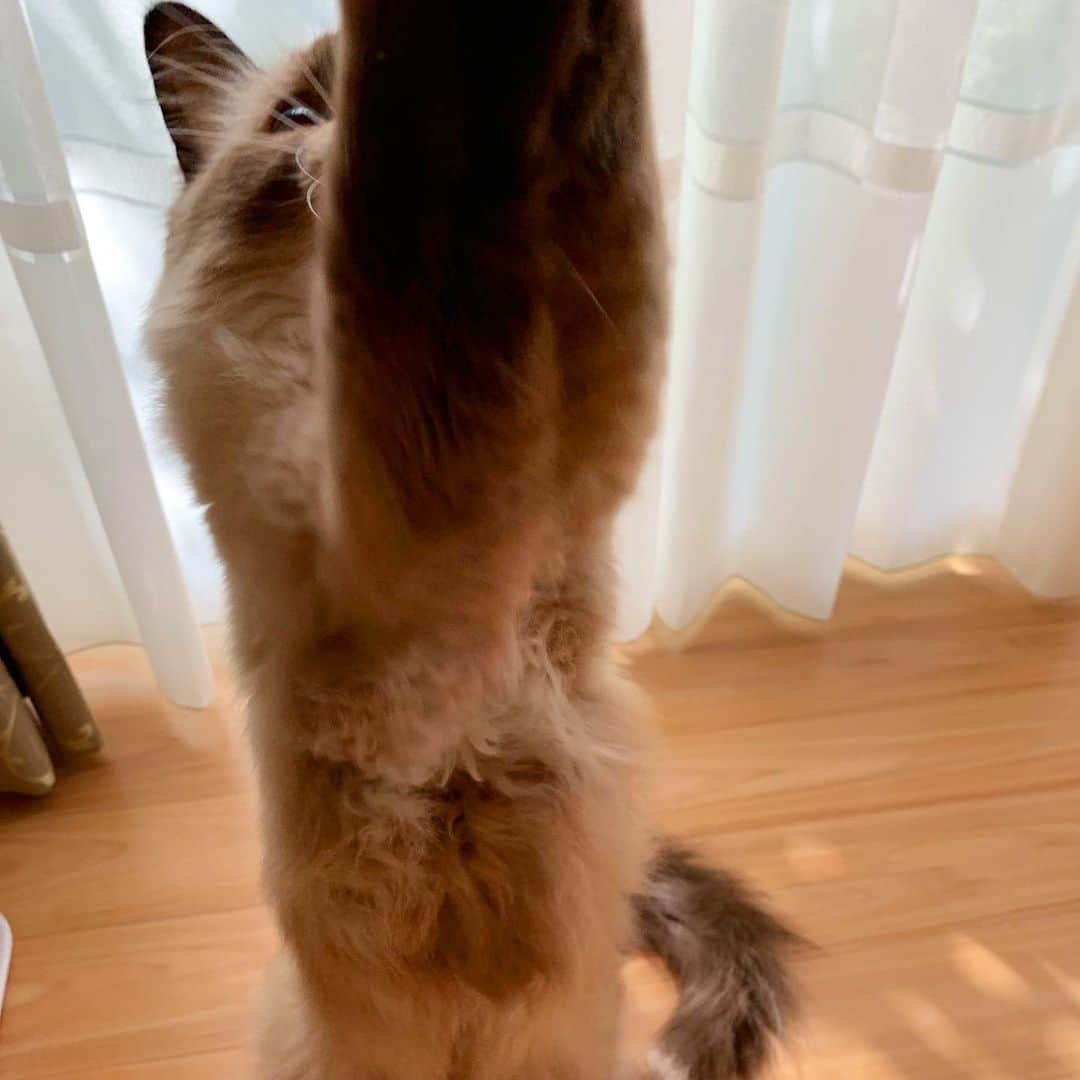 takegaeruさんのインスタグラム写真 - (takegaeruInstagram)「お  は  にゃーー‼︎‼︎ #cat #猫 #ragdoll #ラグドール #ホワイトポッチーズ」9月14日 10時46分 - takegaeru