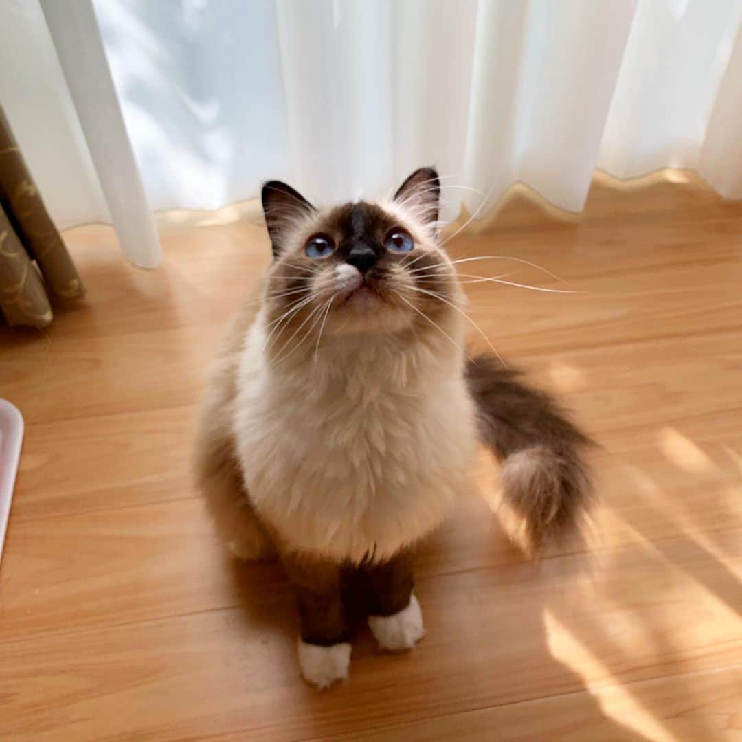 takegaeruのインスタグラム：「お  は  にゃーー‼︎‼︎ #cat #猫 #ragdoll #ラグドール #ホワイトポッチーズ」
