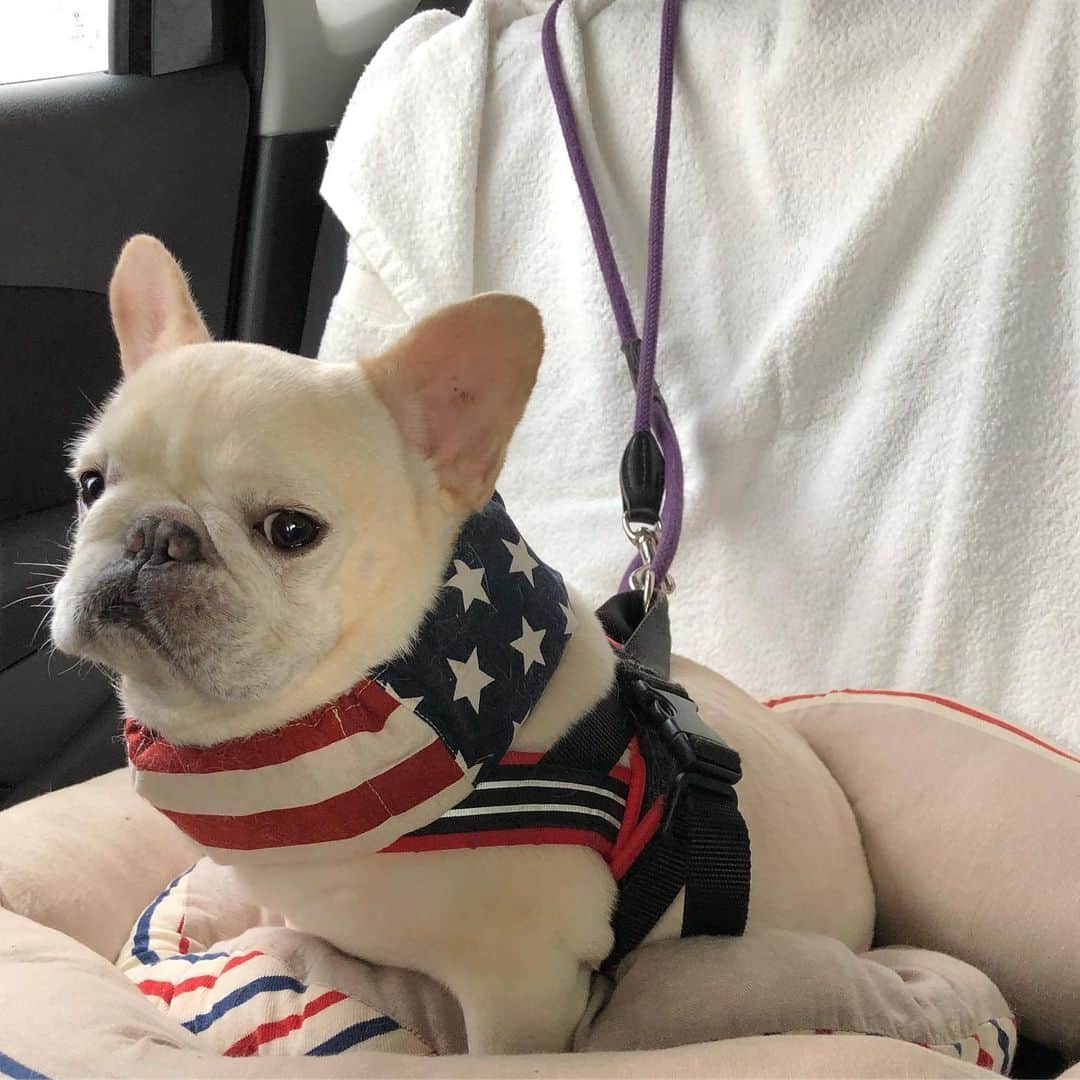 のインスタグラム：「* 今日は朝一で病院へ🏥✨ 血液検査の結果と爪切り&肛門絞りをして来ました🐷 1枚目は行き、2枚目は帰りの車内🚗💨 帰りはいつも興奮してしまうマーブルです😑 * #血液検査の結果は問題なし #でもダイエットはしないとね #今日からがんばろう！ #私のアモーレ🐷❤️ *」