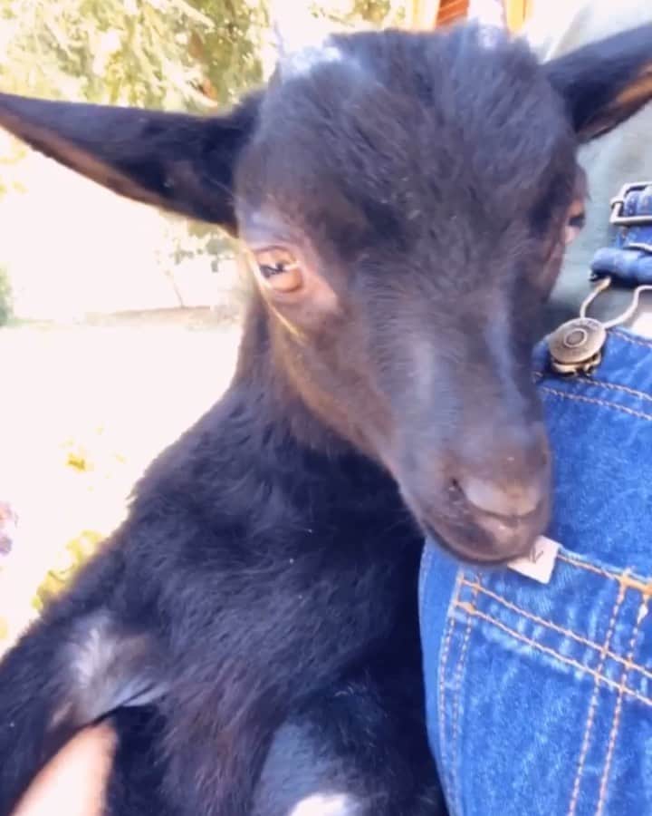 ジェイド・ニコルのインスタグラム：「Ummmm, have you ever seen something so cute!! This three legged sweet angel at @farmsanctuary made my day when we visited. Follow and support them, they do such great work 💙 #rescuegoats #farmsanctuary #rescue #govegan #crueltyfreelife」