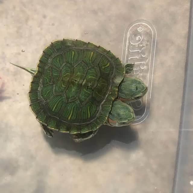 WildLifeのインスタグラム：「By @repz_king The two headed turtle has been doing great! So we finally decided to name them “ chop “ and “ stick “ so since they are always together they will be “ chop sticks “ @aquamike23 helped me come up with the name I can’t take all credit. We are still learning their personalities so we will keep everyone updated.  #twoheadedturtle #turtle #turtles #nature #turtlemorphs #reptiles #pets #aquarium #fall leaves #fish #cats #oddities #odditiesandcuriosities Load more comments」