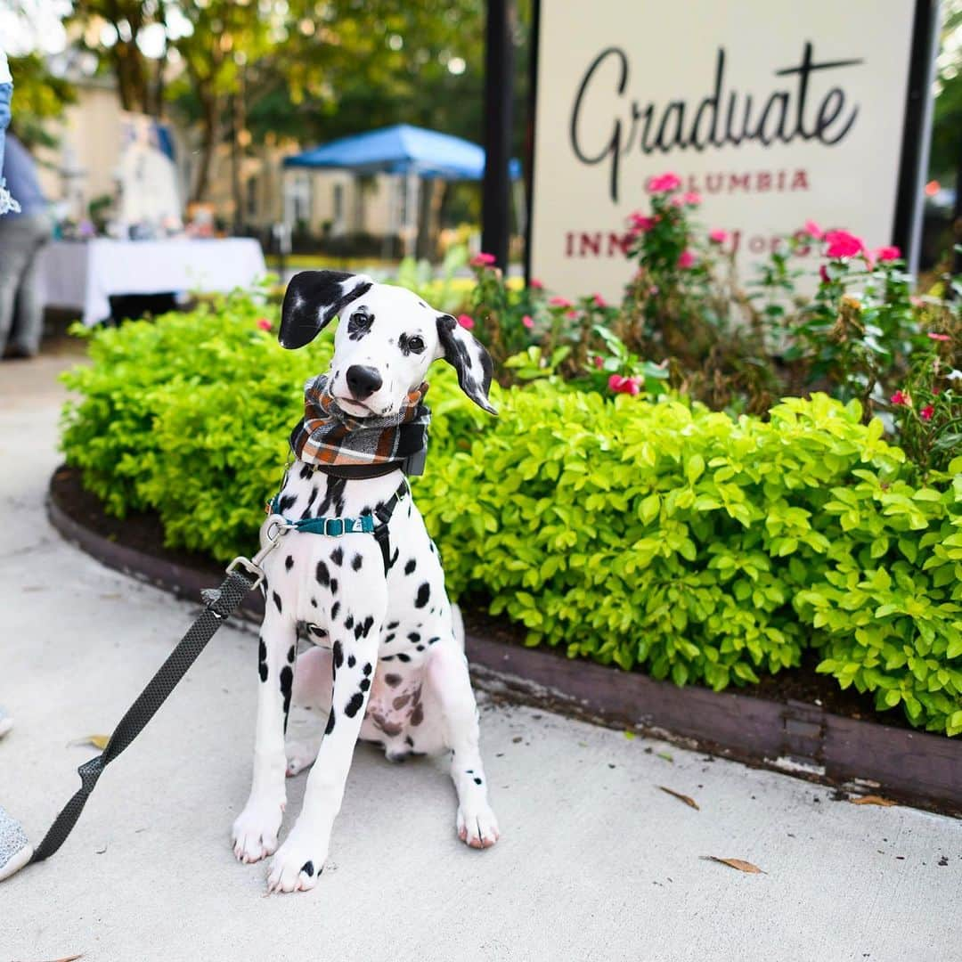 The Dogistさんのインスタグラム写真 - (The DogistInstagram)「Thanks to everyone who came out to our event at the very pet-friendly @graduatecolumbiasc! I ran out of cookies within the first hour, so apologies to any dog who didn’t get one for the #cookiecam. Looking forward to the next meetup event at @graduateathens on 9/19, 5-8 pm #sponsored」9月14日 4時04分 - thedogist