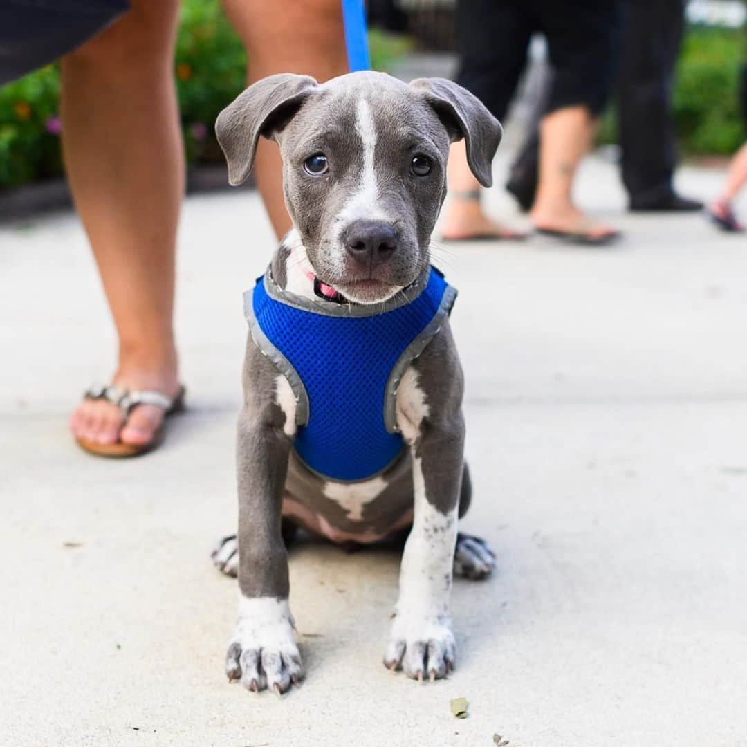 The Dogistさんのインスタグラム写真 - (The DogistInstagram)「Thanks to everyone who came out to our event at the very pet-friendly @graduatecolumbiasc! I ran out of cookies within the first hour, so apologies to any dog who didn’t get one for the #cookiecam. Looking forward to the next meetup event at @graduateathens on 9/19, 5-8 pm #sponsored」9月14日 4時04分 - thedogist