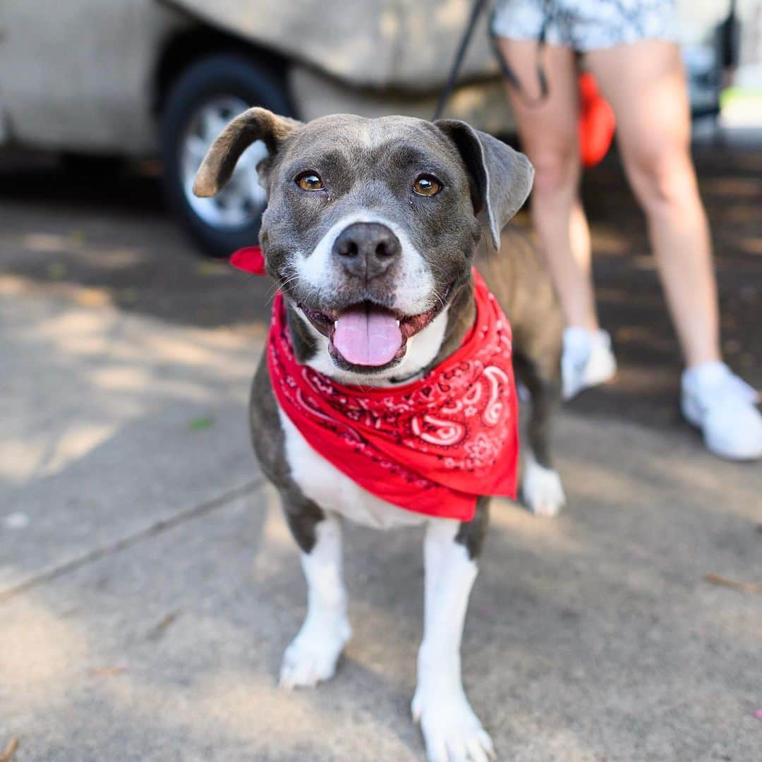 The Dogistさんのインスタグラム写真 - (The DogistInstagram)「Thanks to everyone who came out to our event at the very pet-friendly @graduatecolumbiasc! I ran out of cookies within the first hour, so apologies to any dog who didn’t get one for the #cookiecam. Looking forward to the next meetup event at @graduateathens on 9/19, 5-8 pm #sponsored」9月14日 4時04分 - thedogist