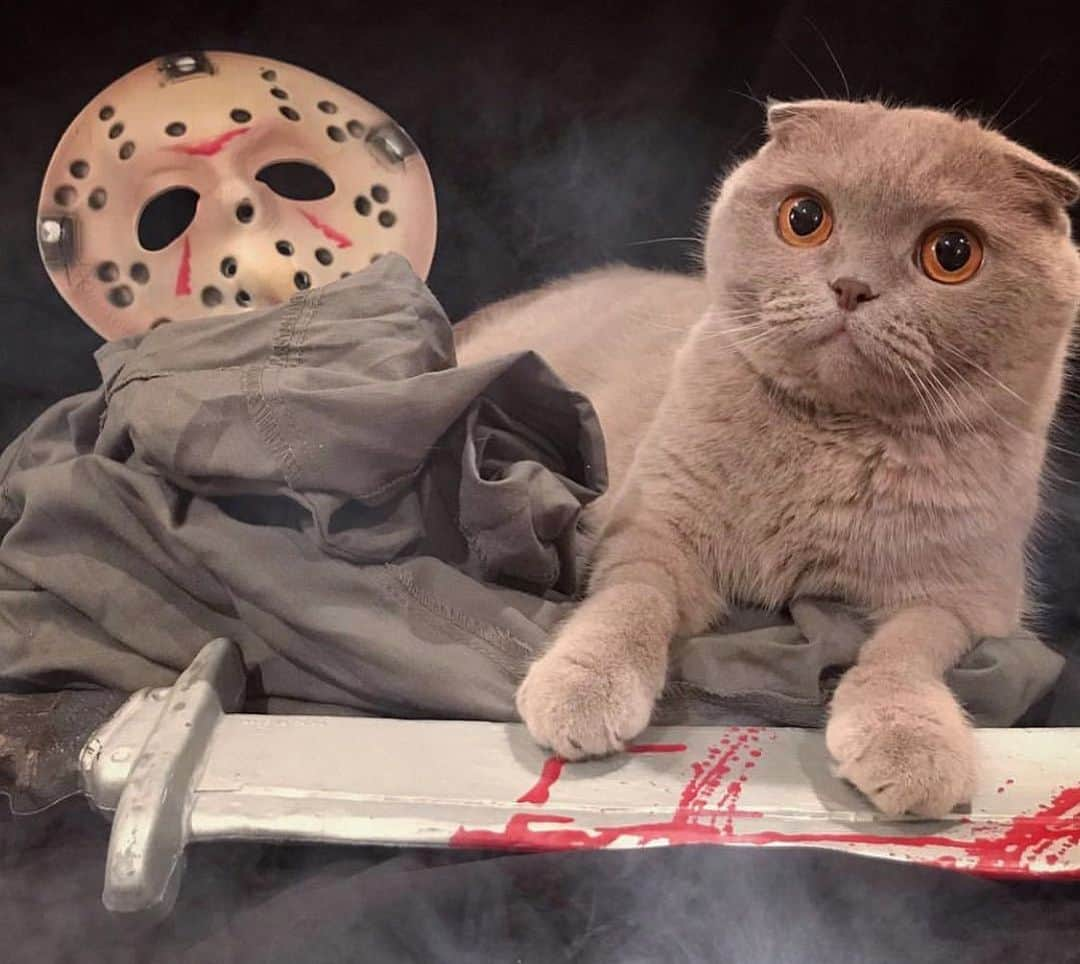 Millaさんのインスタグラム写真 - (MillaInstagram)「There's a new little terror at Camp Crystal Lake! 😼CH CH CH, AH AH AH, MEOW MEOW MEOW 🎶#FridayThe13th #JasonVoorhees #millathecat #fbf」9月14日 4時41分 - millathecat