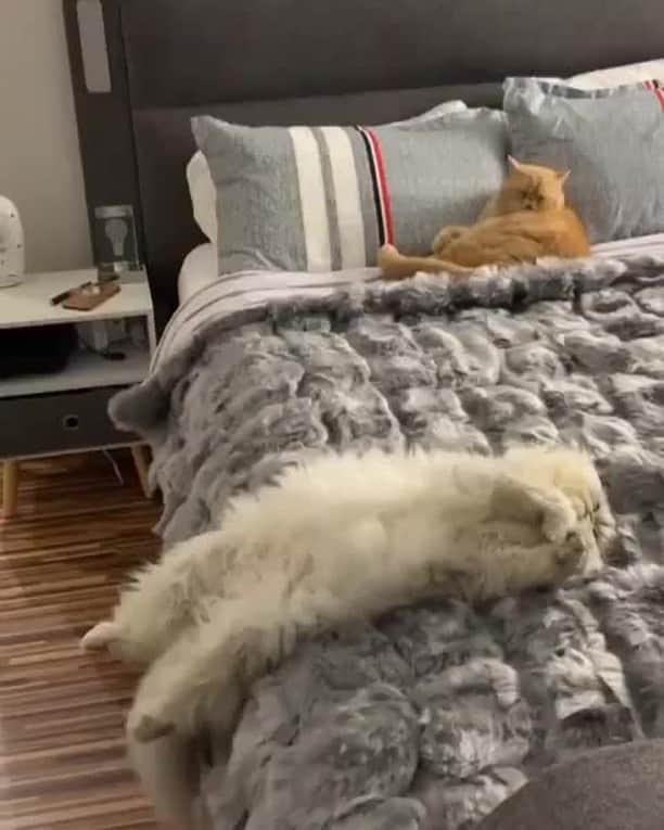 のインスタグラム：「I’m not sleeping just resting my eyes ⠀ ⠀ 📹@eric_and_ollie_⠀ ⠀ #meowed #ericandollie #sleepycat #Chinchilla #SilverPersian #ExoticShorthair #🇬🇧」