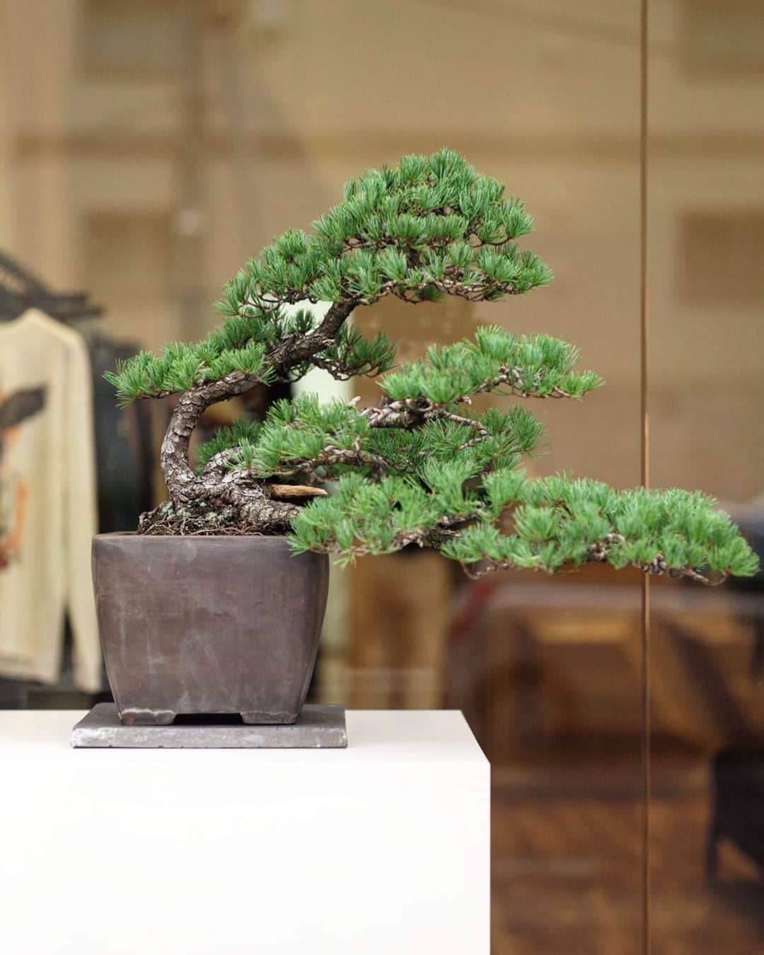 小川哲史のインスタグラム：「Bonsai  @yusukehamamoto  FORSOMEONE FLAGSHIP STORE  東京都目黒区東山2-3-4 1F Tel 03-5708-5838  #forsomeone  #forsomeonebyone  #forsomeoneflagshipstore」