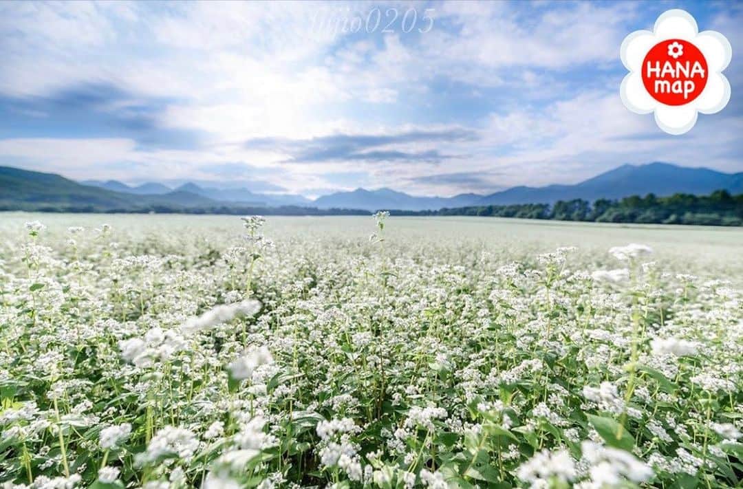はなまっぷ❁日本の花風景さんのインスタグラム写真 - (はなまっぷ❁日本の花風景Instagram)「🌸はなまっぷ🌸 * @fujio0205 さんの  花のある風景に花まるを💮 * 真っ白な景色が広がる壮大なソバ畑をありがとうございます😊🌸 * 福島  #猿楽台地 Simogo, Fukushima Pref. * 🌼ソバの花言葉📝🌼 懐かしい思い出、喜びと悲しみ * 見頃を過ぎている場所もご紹介しています。お出かけの際はHP等で最新の情報をご確認くださいね🙏🌸 * 🌸•••🌸•••🌸•••🌸•••🌸•••🌸 * いつも素敵なお花をありがとうございます😊 日本の花のある風景にタグ付けしてください🌸 お花があれば何でもOKです💓 * #はなまっぷ * #日本の美しい花風景#花のある風景#花#ソバ#蕎麦」9月14日 7時17分 - hanamap