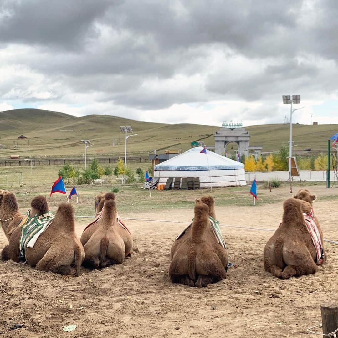 金惠理さんのインスタグラム写真 - (金惠理Instagram)「#낙타궁둥이 . . #mongolia #travel #camel #몽골여행 #낙타 #졸귀탱」9月14日 8時28分 - thehyeleekim