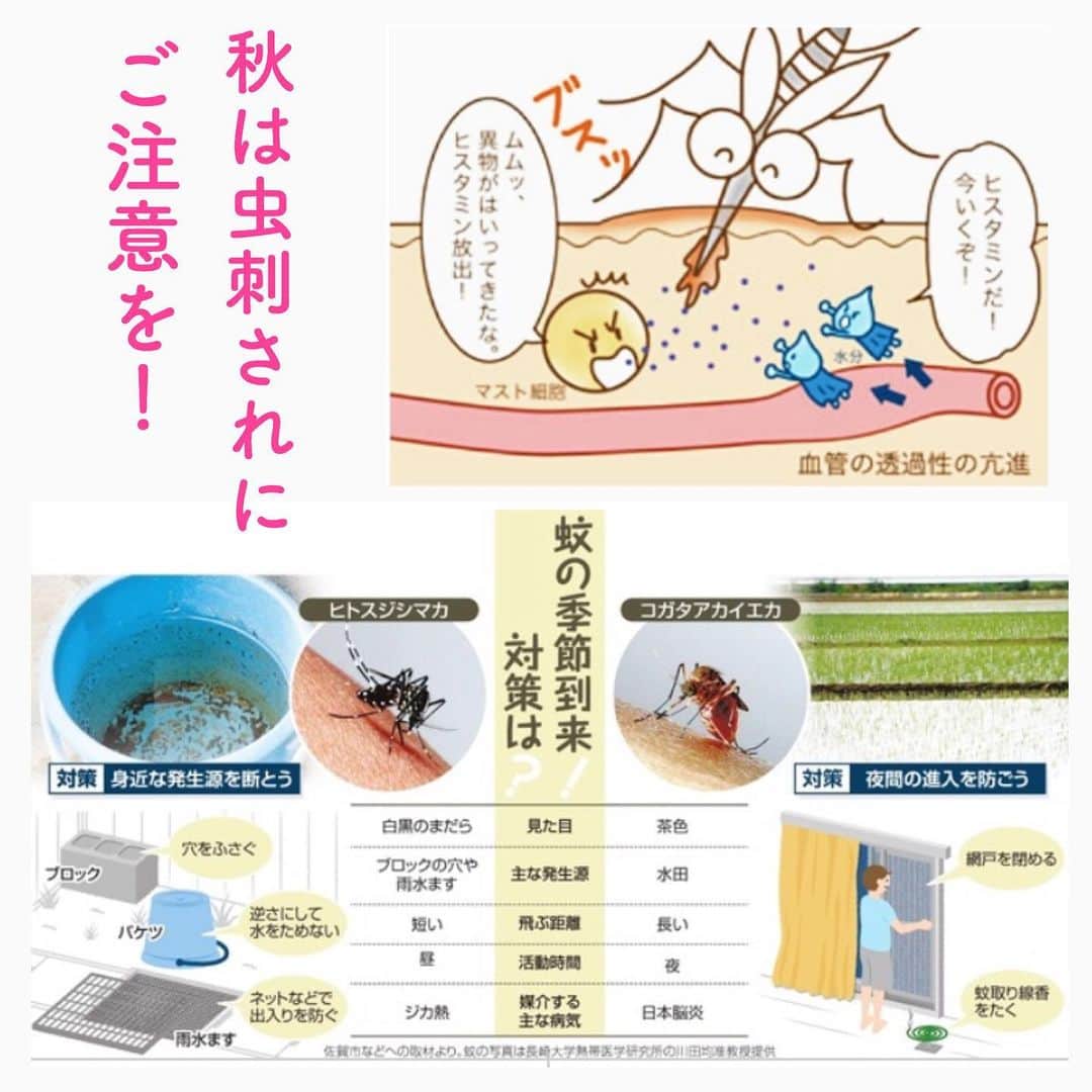 笑顔をリフォームする@健康小顔職人のインスタグラム：「． 秋は蚊が活発に活動するそうで気温が25〜30℃が一番活動しやすく、35℃以上になると死滅する可能性があるので夏の暑い時期は身を潜めているそうです。 ． なので、今から季節ほど虫刺されに注意してください。 ． 蚊は産卵をするメスしか人を刺しません。卵を大きくするの栄養補給として血を吸います。吸った時に蚊から出る唾液にアレルギー反応を起こして、私達の身体は痒みを発生します。 ． 虫刺されの後は、患部を冷やすとか表面に絆創膏を貼るとか、色々ありますが今のところ薬に頼るしかなさそうです。 ． どうか、虫刺されにはご注意くださいね！ ． ． 沢山の幸せな笑顔が世界に溢れますように✨ ． ． 💖小顔セミナーin HDC大阪！9/19(木)18:30〜 無料！関西地区の皆様！お会い出来ること楽しみにしています❤︎ ． ． 💆🏻‍♀️心美体を整える「小顔整顔トリートメント」 👰ブライダル小顔🤰マタニティ小顔＆足リフレ ♨️代謝を上げる「Hot&Coldストーンリンパマッサージ」 ご予約はプロフ🔗→HP→予約サイトへ！ ． ． ✨気を整えて心と体を健康に！チャクラエネルギーセラピー ※Hペッパー等の予約サイトからは予約できません。ご予約は必ずホームページからお願いします(プロフ🔗) ． ． 🍀リフトアップクリーム&ボタニカルオイル ネットショップにて発売中 https://yushian.thebase.in/ baceアプリ→小顔職人で検索🔍 ． ． 💟あなたも小顔職人になれる👍 小顔職人養成スクール！スクール生募集中！詳細・お申込はプロフ→HP→小顔養成スクールへ！ ． ． ． ☪️スピリチュアルワークショップ ◉内山エナさん10/6(日) 詳細・お申込はプロフ→HPへ ． ． #虫刺され #蚊 #幸せはいつも自分が連れてくる #笑顔は世界を明るくする #皆んなでハッピーになろう #自分を愛そう #世界が愛で溢れますように #自然治癒力は素晴らしい  #健康な小顔になろう #体温を上げて代謝を上げよう #心身共に整ってこそ美容 #笑顔をリフォームする小顔職人 #いつもご覧頂きありがとうございます  #happylife #happiness #happysmile #health #Wellness #wellnessblogger #loveyourself」