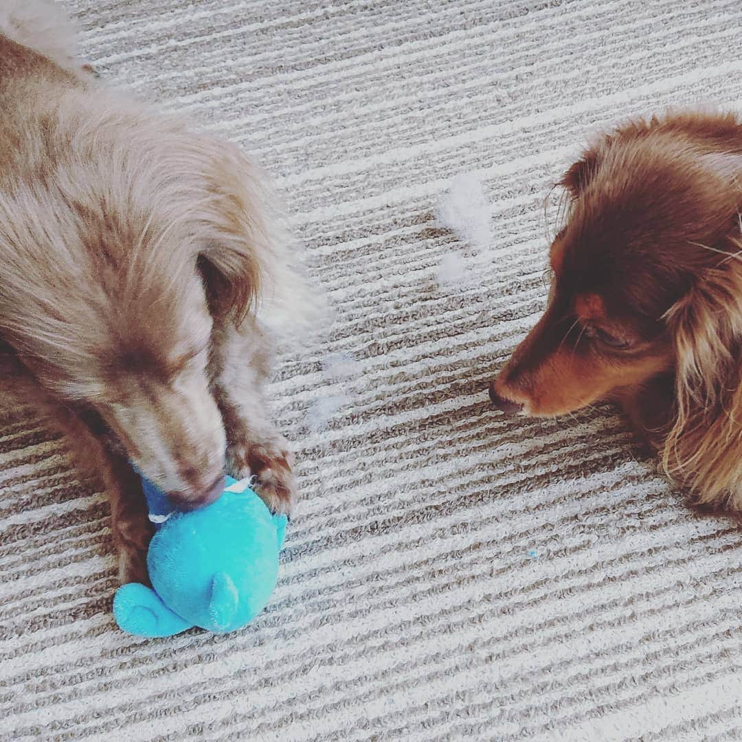 くるみんのインスタグラム：「* お姉ちゃんの遊んでるものが気になって仕方ない  #ミニチュアダックスフンド #ミニチュアダックスフント #ミニチュアダックス #イザベラタン #イザベラ #カニンヘンダックスフント #カニンヘン #カニンヘンダックス #カニンヘンダックスフンド #チョコタンダックス #チョコタン #ダックス多頭飼い #ダックスフント #ダックスフンドカニンヘン #ダックスフンド #ダックス #わんこなしでは生きていけません会 #いぬばか部 #いぬすたぐらむ #短足部 #dachshundgram #dachshund #dachs #dogstagram #inustagram #instadachs #instagramdog #kyounodachs #todayswanko #7pets_1day」