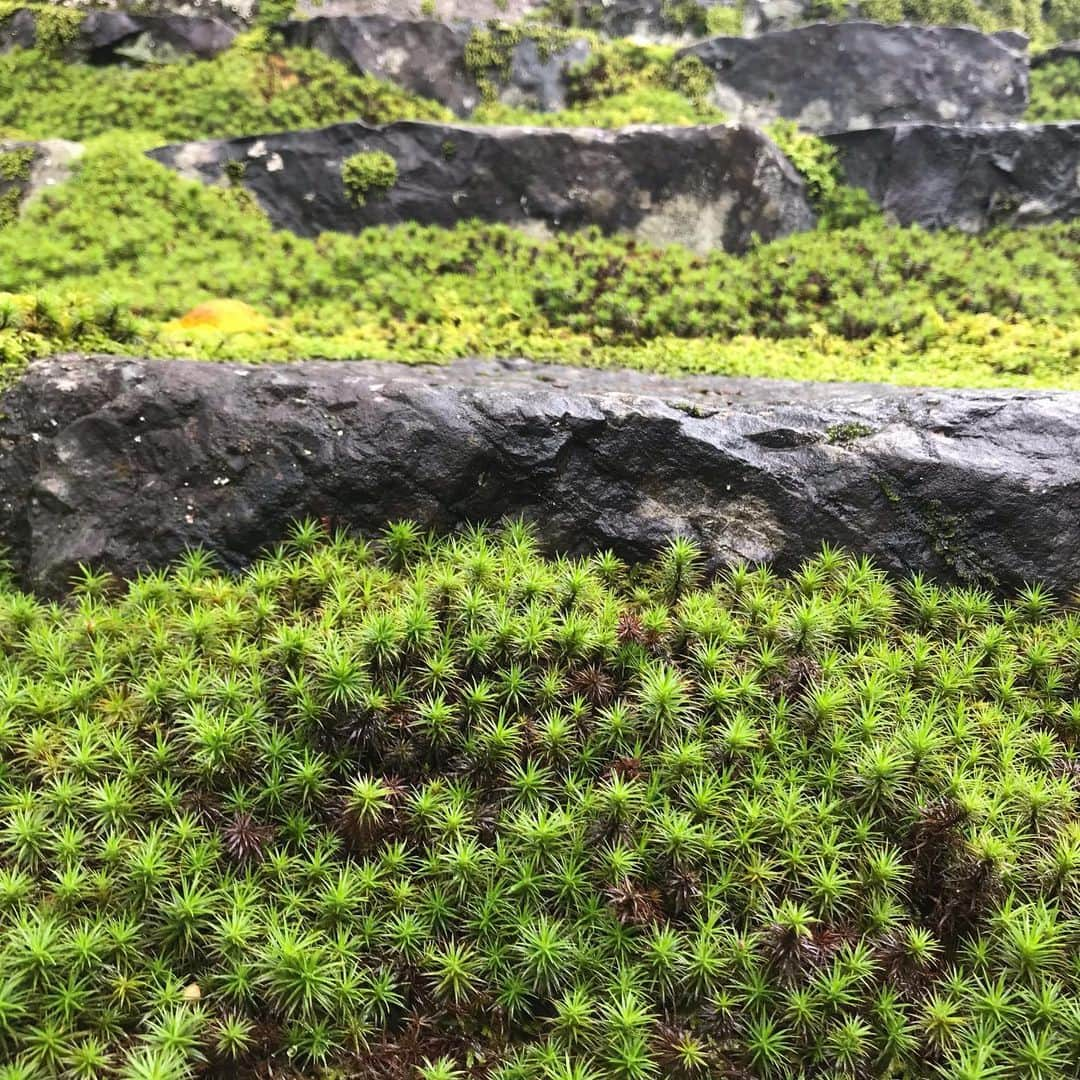 佐野優子さんのインスタグラム写真 - (佐野優子Instagram)「. 京都二ノ瀬にある白龍園🌿 . 公開前のお庭を贅沢にも貸切で拝見させて貰いました◟̆◞̆ ❁ . 苔(こけ)がこんなに綺麗に見えたのは初めてかも😄✨ . #京都観光 #京都 #kyoto #鞍馬 #kurama #二ノ瀬 #ninose #白龍園 #hakuryuen #こけ #苔 #苔ガール」9月14日 8時53分 - yuko12345