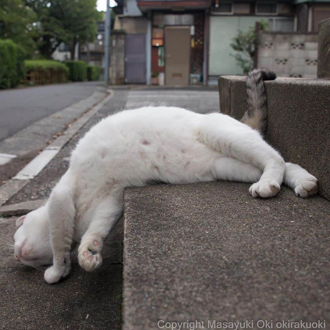 Masayukiさんのインスタグラム写真 - (MasayukiInstagram)「しっぽまで液体。  おはようございます。 Good morning from Tokyo Japan ☁️ #cat #ねこ」9月14日 9時41分 - okirakuoki