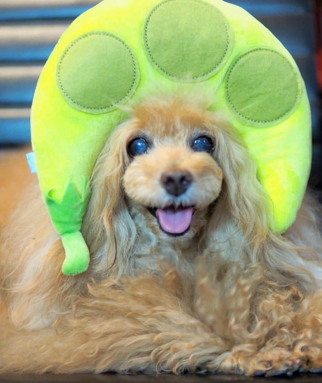 Toypoodle Mikuru?Asakusa Tokyoのインスタグラム