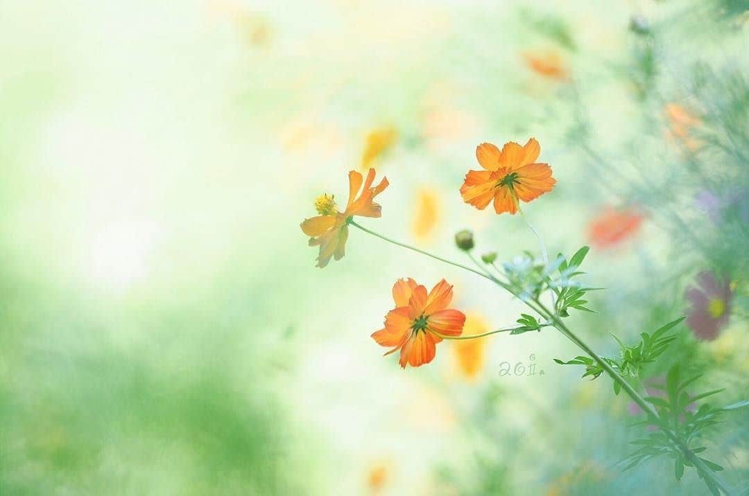 花の写真館のインスタグラム：「Photo by @aoi.n.m.⠀ https://instagram.com/aoi.n.m/⠀ .⠀ Original Post[投稿頂いたURL]⠀ https://www.instagram.com/p/BYrTduGgJMk/⠀ .⠀ 本アカウントは、 #私の花の写真 をつけてInstagramに投稿された皆さまの花の写真や、「花の写真館」Facebookページで投稿された花の写真を紹介します。⠀ 「花の写真館」Facebookページは、「 @floral.photograph 」のプロフィールにあるURLからご覧ください。⠀ .⠀ #花の写真館 #floralphotograph #floralphoto #flower #flowers #富士フイルム #FUJIFILM⠀ Follow: @floral.photograph」