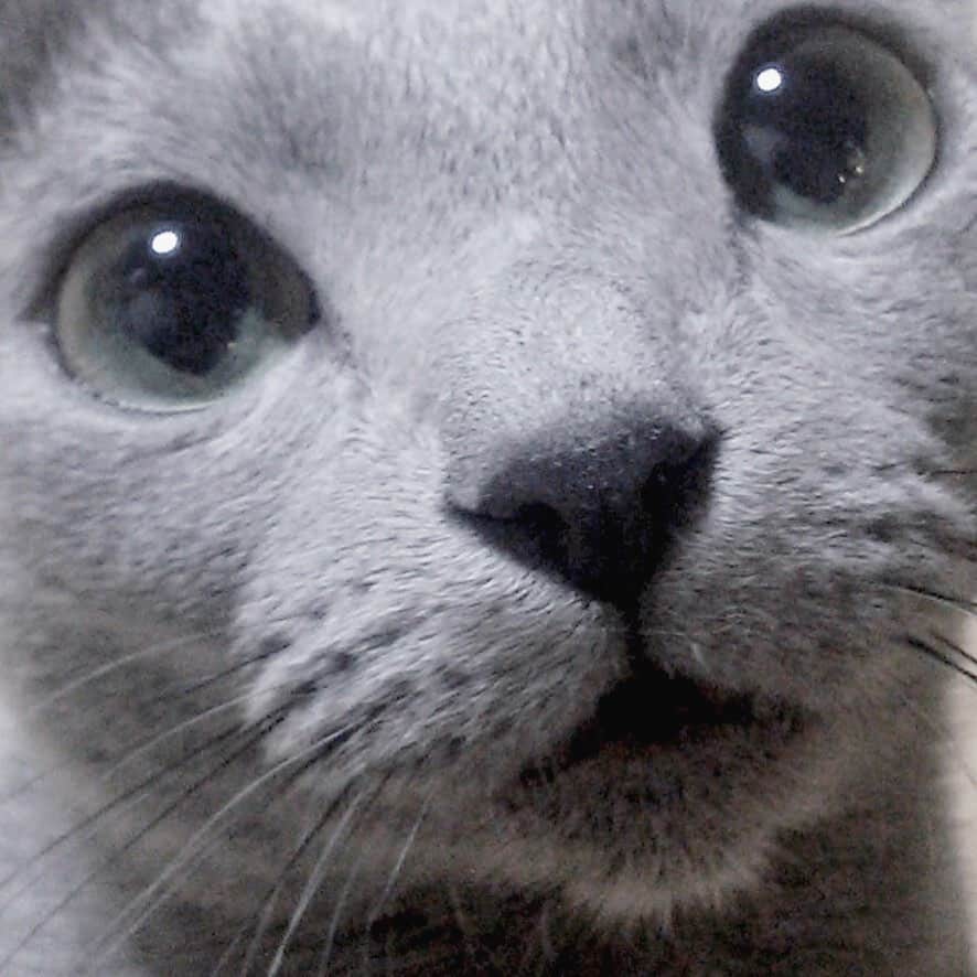 I love Russianblueさんのインスタグラム写真 - (I love RussianblueInstagram)「#土アップ祭 参加しまちゅ😽 ・ ・ ・ #Russianblue #sundayfunday #katze #catsofinstagram #catoftheday #cutecat #catlover #kitty #ねこ#ilovemycat #cute #猫 #gato #러시안블루  #animalvideo #catvideo #kitten  #instacat #meow #cats #cats_of_Instagram  #ふわもこ部  #graycat #weeklyfluff #catloversworld #dailyfluff #고양이  #냥스타그램 #ロシアンブルー」9月14日 19時35分 - teruchan0823