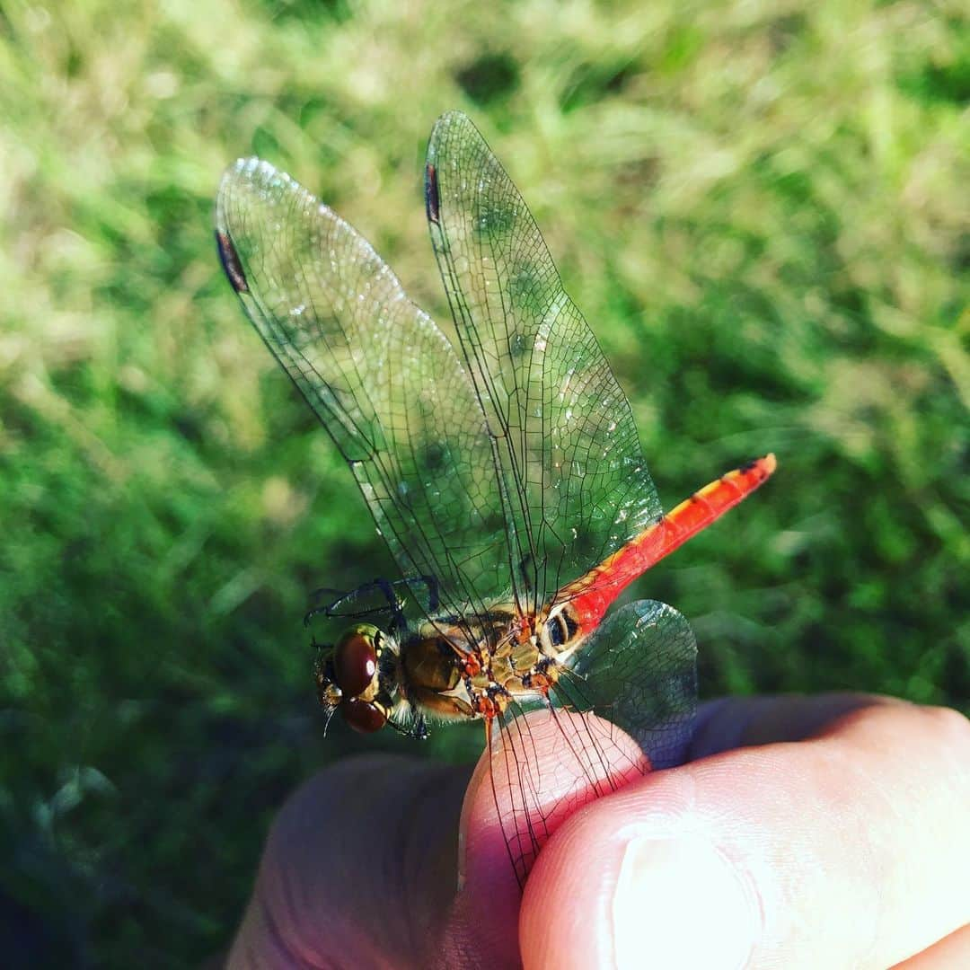 岸田繁さんのインスタグラム写真 - (岸田繁Instagram)「アキアカネ捕獲」9月14日 19時54分 - kishidashigeru