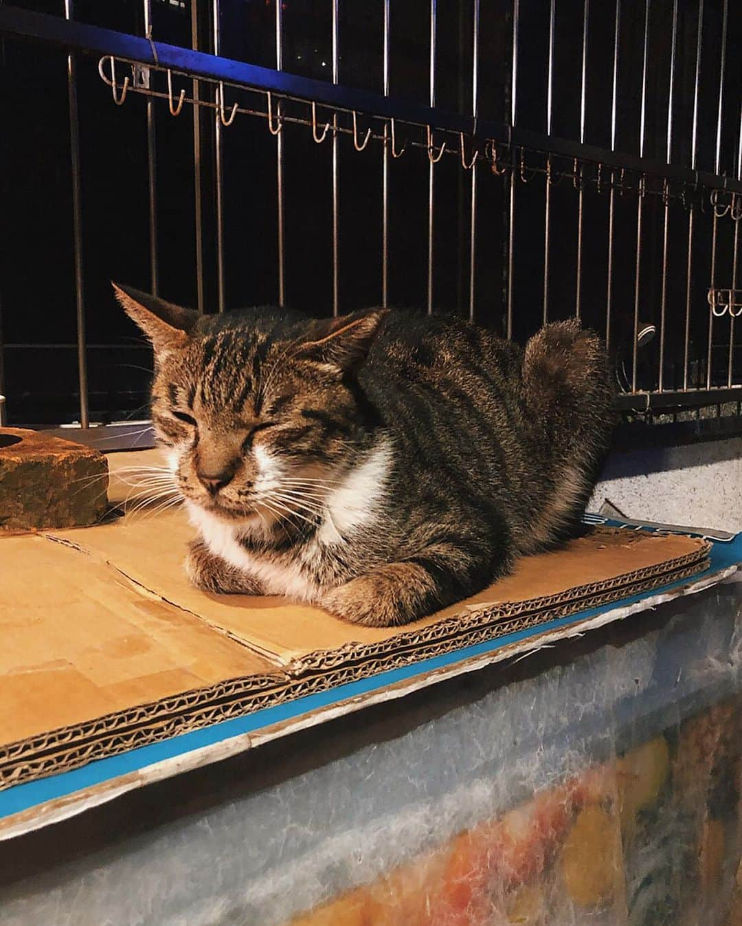 雨森はなこさんのインスタグラム写真 - (雨森はなこInstagram)「久々の台湾んんん✈️🧡 やっぱりまた行ってしまった九份！ 今回はカオナシと化して楽しんでみましたとさ😂😂写真のわんちゃんは前回行った時も守り番のごとく、階段の場所にいて今日もいるかな？と思ったらちゃんといてなんか勝手に一人で感動の再会してたわ😂😂 #instagood#instadaily#taipei#taiwan#trip#台湾#台北#九份」9月14日 20時07分 - hanako7o4