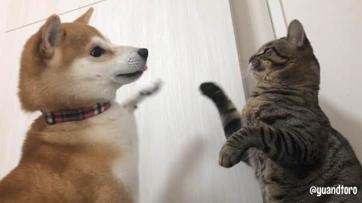 ゆうとろ（柴犬ゆうと猫のとろ）のインスタグラム