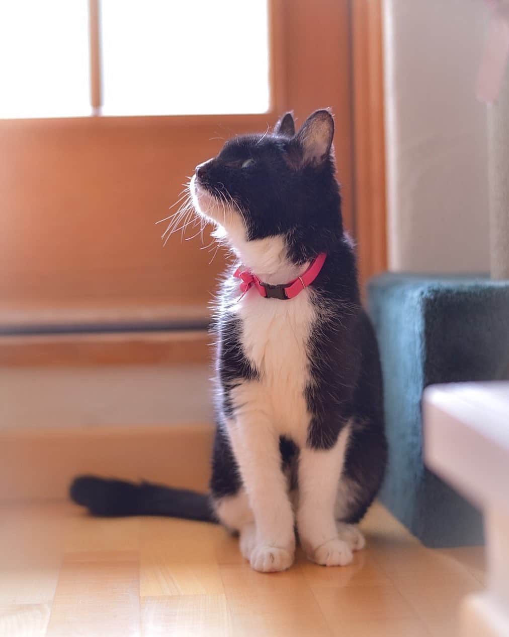 のインスタグラム：「★ Happy Caturday 😽 ★. . Love you Nyaamie☺️💖. . 昨夜からにゃあみぃの体調が良くなく夜中ずっと付き添っていました。明方漸く落ち着いたのでやっと寝れる😂と布団に入りウトウトしかかったらやたらと外が騒がしい。旦那が『大変だ！！燃えてる！😂😂』と叫ぶから飛び起きたらお隣の家の前の道路上でデカい車が炎を上げて燃えてました😱🔥🔥立ち昇った炎は10m位上がりバチバチと音を立てながら黒い煙とゴムを焼く様な強烈な臭いを放ち思わず鼻を塞ぐ程でした。風向きによっては我が家に燃え移る可能性が有った為じっと見守っていましたが、風下にあたるお向かいのおばあちゃんは家に燃え移る！と避難させられており杖つきながら慌てて逃げ出し階段落ちそうになってました😂近所のみんなで水や消火器を使い消火活動したけどまるでダメで、、消防車が来るまでの時間が長く感じられました💦 警察と消防車が到着し消火活動が始まったら車が凄い音を立てて爆発😱🔥🔥🔥更に激しく燃え広がり消防車は窓ガラスを割って中からも消火剤を噴射、、30分くらい放水を続けやっと鎮火しましたがクルマは原型を留めない程黒こげで運転してた男性は憔悴し切っており見ていてとても可哀想でした😢  とりあえず鎮火し我が家に燃え移る危険性も無くなったので家に戻ったら二人とも全身煙にまみれたせいかやたら臭い💦仕方ないから風呂沸かして入って耳栓してもう一度寝ました(この時朝7時過ぎ). . 、、、ってオチは特に有りませんが朝起きた仰天ニュースをお伝えしました😱 . .  逆光にゃあみぃと全く関係ないキャプションですが皆様素敵な連休を✨✨. . ❤️ #pt_life_ #WeWantCats  #nyancon01 #allcatphotos300 #as_archive  #PETS_iLLife  #paw_smile_pictures  #bestcatsclub #balousfriends #catsofinstagram  #cats_of_world #catstocker  #excellent_cats #IGersJP #kitty #meowfeature #nc_cuties  #light_nikon  #cat_features #pets_of_our_world  #pets_perfection  #raw_pets #weeklyfluff #bestphoto_japan #東京カメラ部 #ふわもこ部 #NEKOくらぶ #ロシアンブルー  #いぬすたねこすたグランプリ」