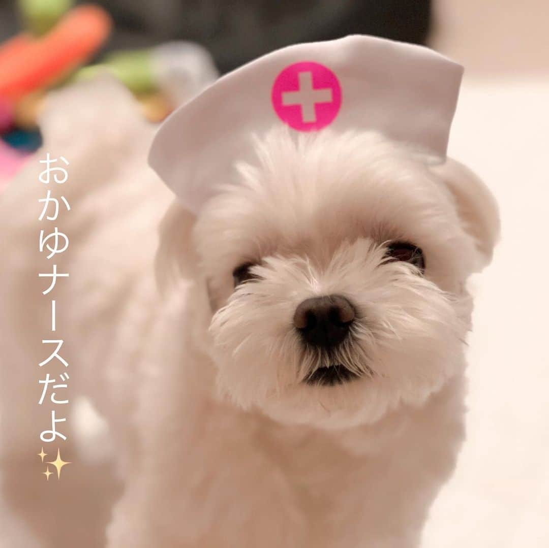 おかゆ & おもちさんのインスタグラム写真 - (おかゆ & おもちInstagram)「...🐶🏥..・.🐶🤱💕 . . 8児の子育て、育休中のおもちナースに代わり、ドクターおかゆが、ナース兼任⁉️ . もっちより似合ってたりして〜😆💓 . . もっちの擬似子育ても11日目になりました🤱 まだ続くのかなぁ⁇🤔 . . . ❤︎ .  #maltese #malteseofinstagram #malteselovers #happydog #dogsmile #doglove #doglover #doglife #dogsofinstagram #dogstagram #instadog #lovedogs #ilovemydog #cutedog #dogoftheday #멍스타그램 . #okayusan #マルチーズ #エブリドッグ #犬バカ部 #癒しわんこ #わんこ #愛犬 #大好き #pecoいぬ部 #いぬすた #わんこは家族 #ナース #擬似子育て #子だくさん」9月14日 11時56分 - okayuchan0421