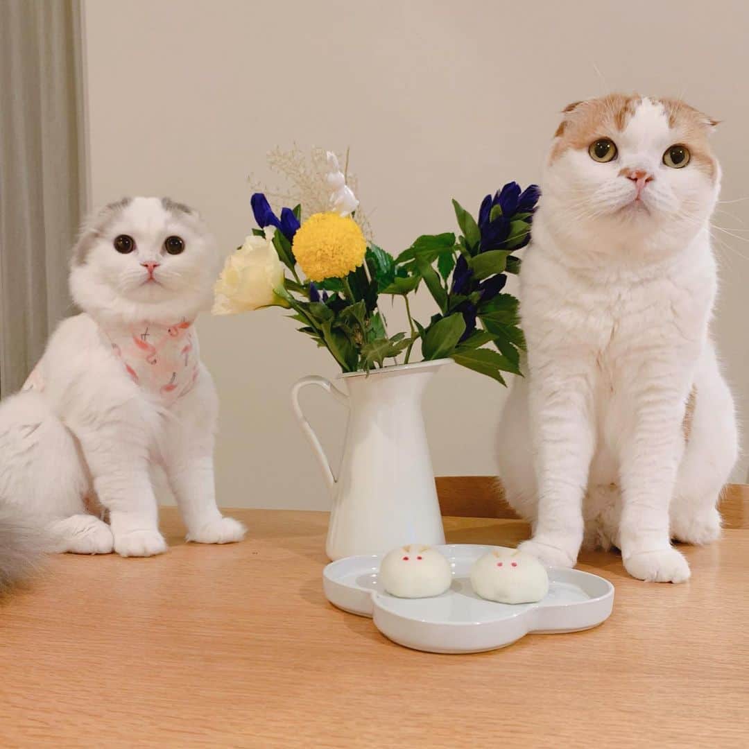のんたのインスタグラム：「昨日は十五夜🎑曇っていたので猫たちのまんまるフェイスでお月見しました🌝 ・ #scottishfold #catstagram_japan #catsofinstagram #cats_of_instagram#catoftheday #ilovemycat #bestmeow #catlover #cutecat #kittensofinstagram #cute #スコティッシュフォールド#お月見#十五夜」