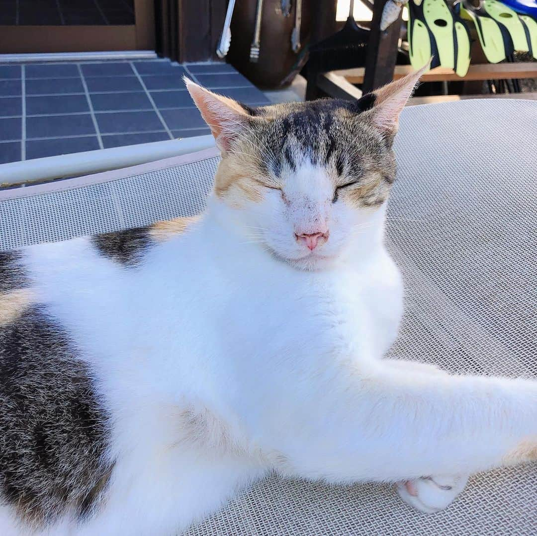 佐伯紅緒さんのインスタグラム写真 - (佐伯紅緒Instagram)「島の猫さん。 ゆるゆるとお昼寝しています。  #猫 #島猫 #cat #ねこ #ネコ #三毛猫部 #奄美大島 #加計呂麻島」9月14日 12時33分 - beniosaeki