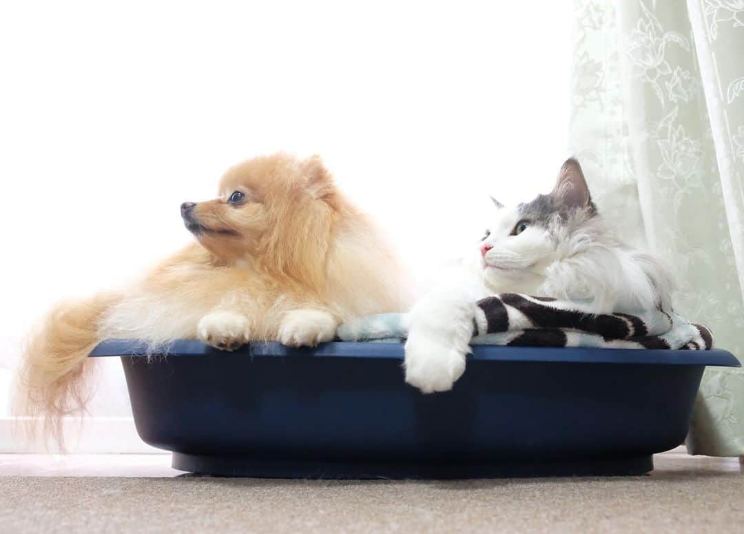 Hanaさんのインスタグラム写真 - (HanaInstagram)「ブログ更新しました♪ プロフィールから飛べます🚀 http://kedamakyoudai.blog.jp/ * 右向け〜右！！ きょうだい * * #NorwegianForestCat#Pomeranian#japan#catlover#doglover#dogs#cat#Kawaii#fluffy#pom#fluffydog#catsofinstagram#dogsofinstagram#fluffycat#ノルウェージャンフォレストキャット#ポメラニアン#pecoいぬ部#ペコねこ部#犬と猫のいる暮らし#かわいい#cute#cutecat#cutedog#funny#funnydog#funnycat#いぬのきもち#ねこのきもち#犬と猫#もふもふ」9月14日 13時24分 - mofu2family