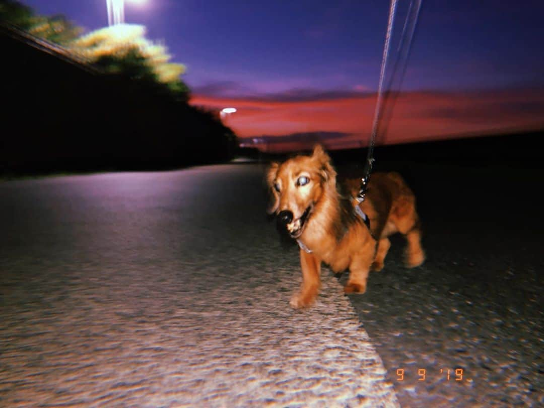 Anna さんのインスタグラム写真 - (Anna Instagram)「My little fighter❤️ #happylittlesausagedog」9月14日 13時27分 - annasawai