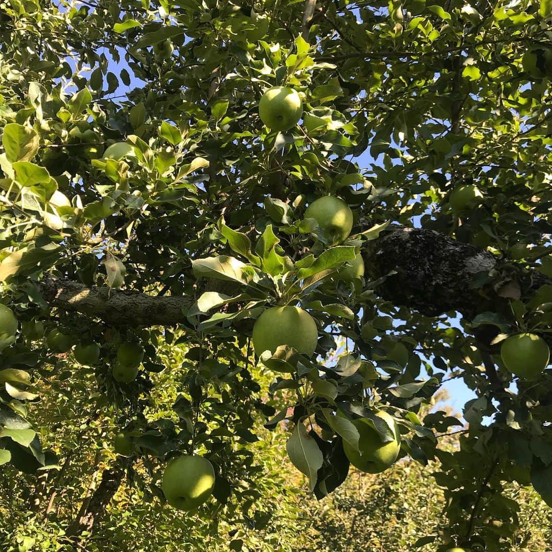 長田 佳子さんのインスタグラム写真 - (長田 佳子Instagram)「KOKOCARA連載 〜産地をめぐる 4回目〜 'りんごはもっと面白い' ・ 昨年の今頃、りんごを追いかけて長野県の三水へ。 ご覧いただけたら幸いです。 文 玉木美企子さん @mikiko0705  写真 森本菜穂子さん @nahokomorimoto」9月14日 14時07分 - foodremedies.caco