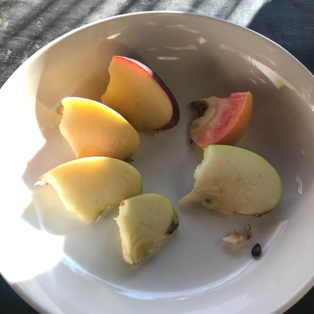 長田 佳子さんのインスタグラム写真 - (長田 佳子Instagram)「KOKOCARA連載 〜産地をめぐる 4回目〜 'りんごはもっと面白い' ・ 昨年の今頃、りんごを追いかけて長野県の三水へ。 ご覧いただけたら幸いです。 文 玉木美企子さん @mikiko0705  写真 森本菜穂子さん @nahokomorimoto」9月14日 14時07分 - foodremedies.caco