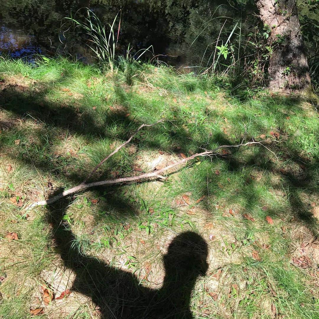 藤代冥砂さんのインスタグラム写真 - (藤代冥砂Instagram)「影で枝を持ってみた。 ジャストだ。  長野の森にて。」9月14日 15時02分 - meisafujishiro