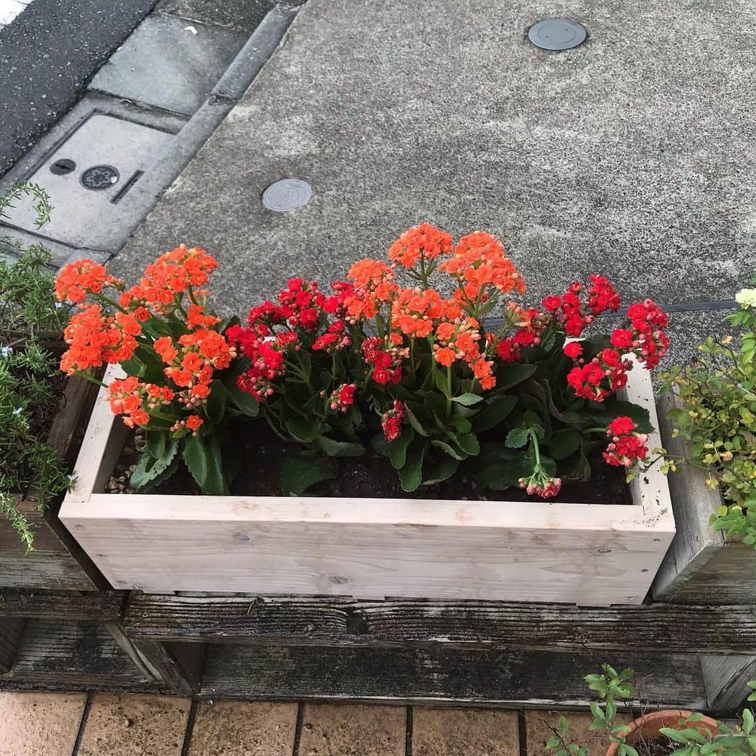 日暮愛葉さんのインスタグラム写真 - (日暮愛葉Instagram)「汗だくでプランター替えて 植え替え。 カランコエ 結構葉っぱが分厚いから 可愛くないかなと思ったら可愛い。 プランター真ん中だけ新品だから変かな。 #カランコエ #日暮家花壇」9月14日 15時35分 - aiha_higurashi