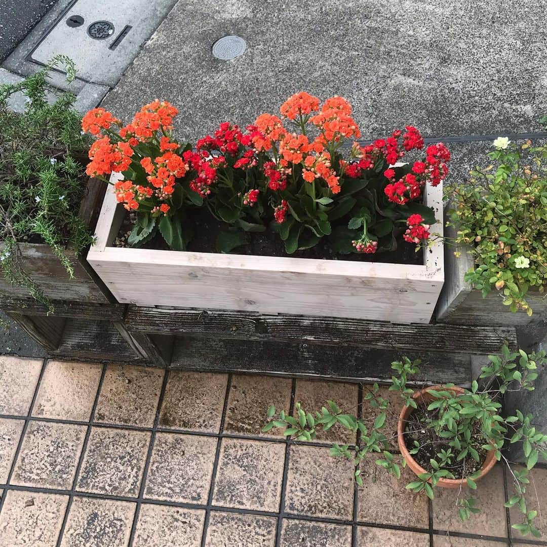 日暮愛葉さんのインスタグラム写真 - (日暮愛葉Instagram)「汗だくでプランター替えて 植え替え。 カランコエ 結構葉っぱが分厚いから 可愛くないかなと思ったら可愛い。 プランター真ん中だけ新品だから変かな。 #カランコエ #日暮家花壇」9月14日 15時35分 - aiha_higurashi