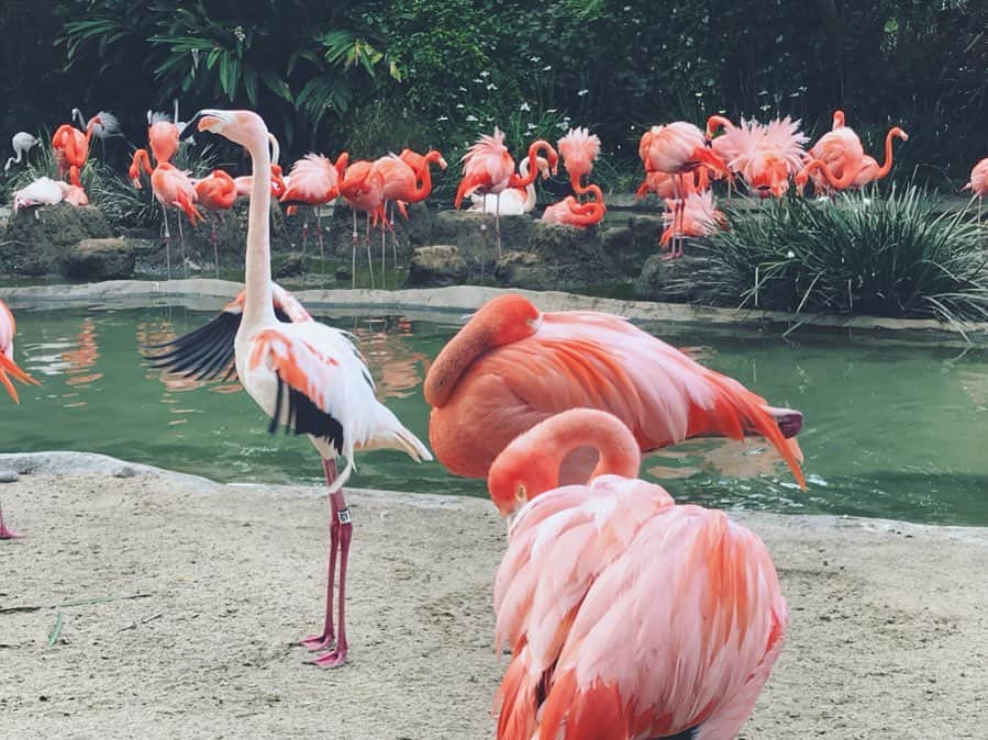黒澤はるかさんのインスタグラム写真 - (黒澤はるかInstagram)「はぁぁ、可愛い。フラミンゴがもっと小さかったら飼えるのになぁ〜でも群れでいて、少し遠くから見ている方がやっぱり素敵…♡存在がアート。 #flamingo #大好きな動物 #フラミンゴ #最近の癒し動画」9月14日 15時52分 - haruka_offi