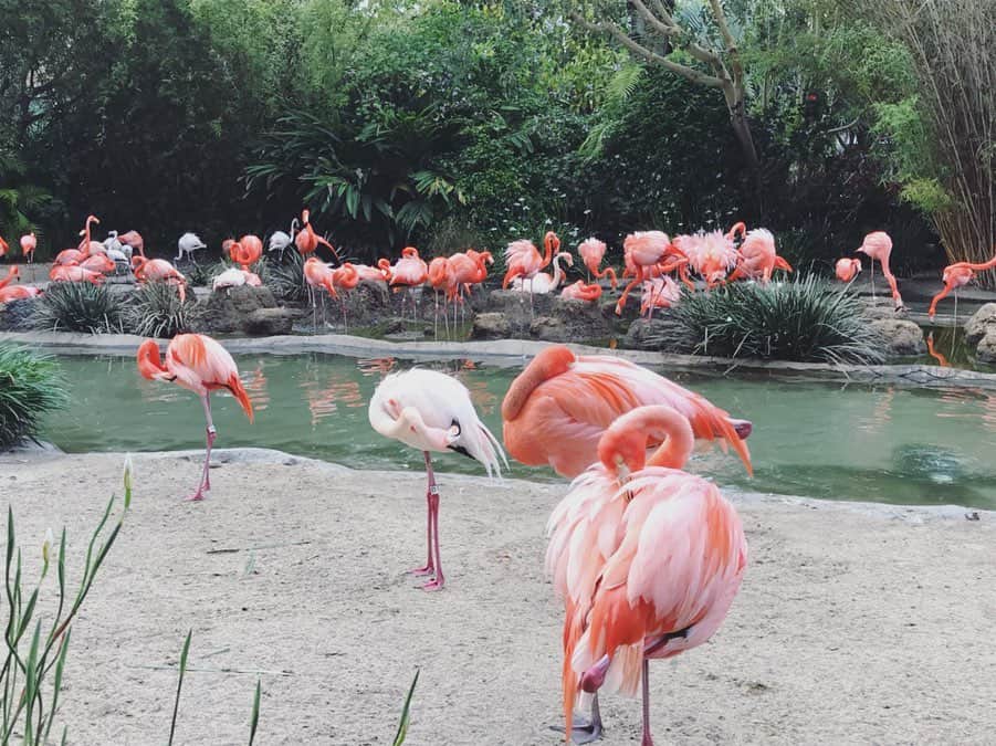 黒澤はるかさんのインスタグラム写真 - (黒澤はるかInstagram)「はぁぁ、可愛い。フラミンゴがもっと小さかったら飼えるのになぁ〜でも群れでいて、少し遠くから見ている方がやっぱり素敵…♡存在がアート。 #flamingo #大好きな動物 #フラミンゴ #最近の癒し動画」9月14日 15時52分 - haruka_offi