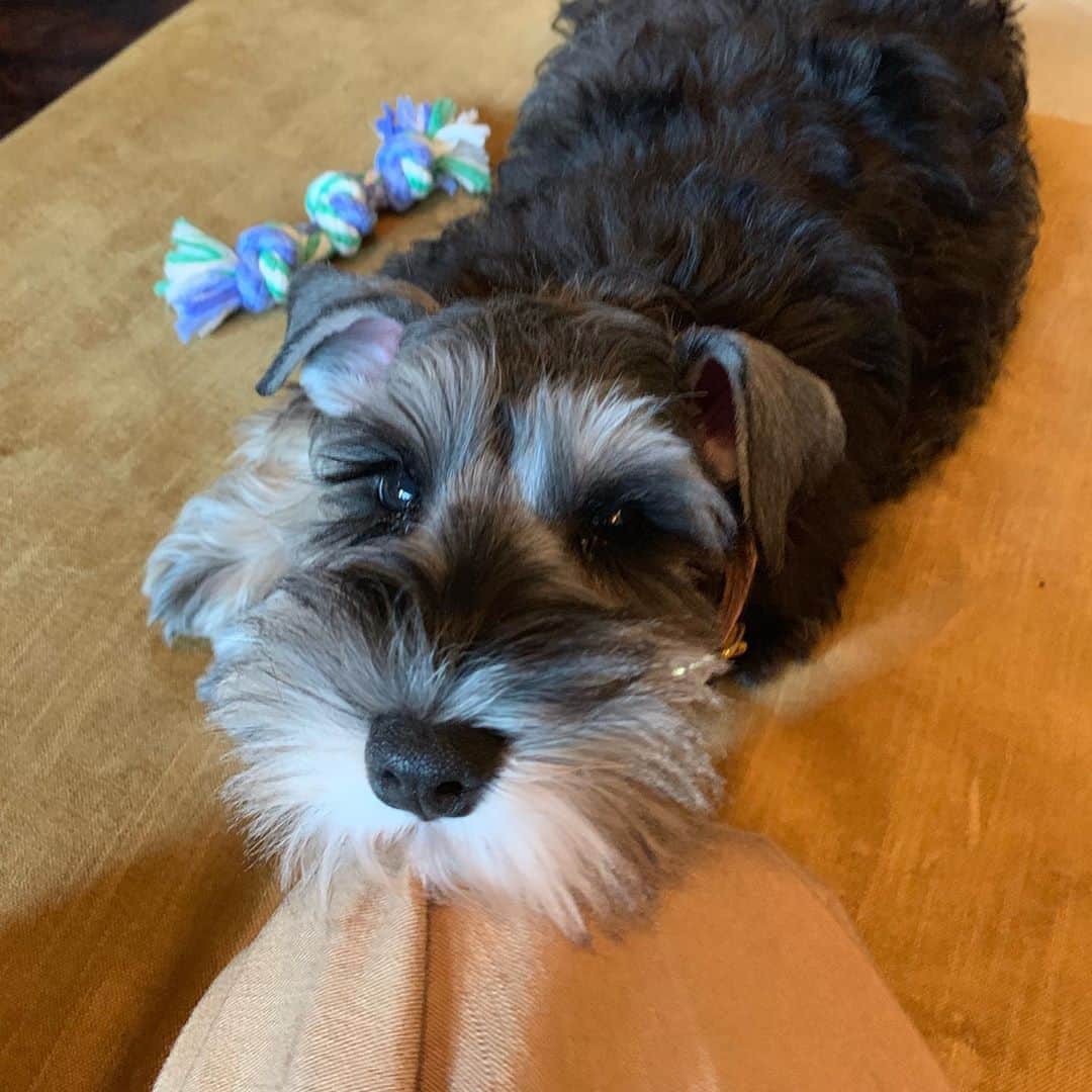 HiRAO INCのインスタグラム：「. SORA🐶 縁あって、3匹産まれた仔犬の一匹を家族に迎える事になりました💕 #mutsulannsora」