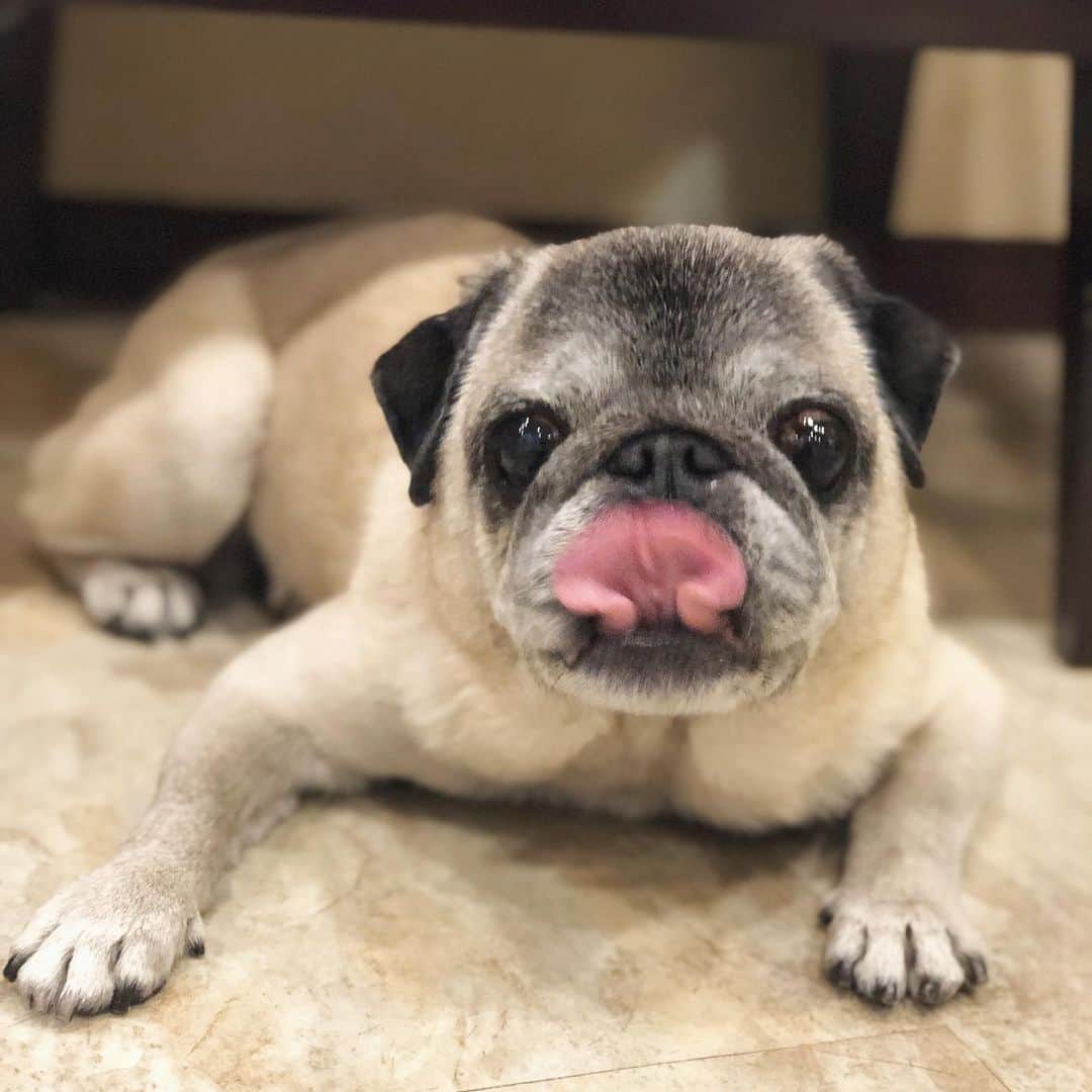 八兵衛のインスタグラム：「Hachibei👅 * * 昨日は 美容院に行ったよー かーちゃんの💇‍♀️ * * #付き添いパグ #ウハウハ中 #美容師さんからおやつもらうの #ほぼ黒パグ #おじいちゃん犬 #pug #puggy #puglife #puglove #petstagram #pugstagram #pugsofinstagram #pugs #dog #ふわもこ部  @igersjp #IGersJP #east_dog_japan #pecoイヌ部 #八兵衛 #はちべえ #朝ワンコ夕ニャンコ」