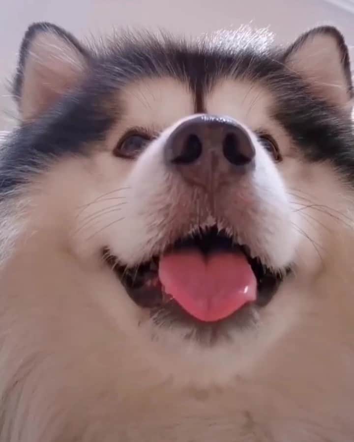 husky and malamuteのインスタグラム：「What's that？👀🙈 follow @alaskandaily （Twitter：alaskandaily）for more cute pic and video.😜 ……………………………………………………………… Each video was approved by the original author. But  don't have a Instagram account. We are first one post those video. So watermark credit @alaskandaily ……………………………………………………………… #alaskan#malamute#alaskanmalamute#alaskanhusky#malamutesofinstagram#puppylife#puppylove#puppydog#puppylover#dogdays#malamutepuppy#huskies#huskeypuppy#huskeiesreq#siberian#huskeiesofig#dogslife#dogsofnyc#cutedog#cutedogs#huskeypics#huskeylovers#huskygram#huskeylove#huskiesofinstagram#dogsofnyc#husky#狗」