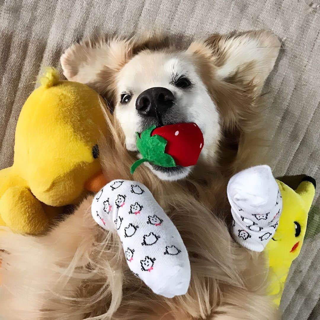 のインスタグラム：「残念ですが暑いから散歩行けませんと言われた顔。  #dogsofinstagram #ゴールデンレトリバー #ilovegolden_retrievers #retrieversgram #insta_animal #dog_ofinstagram #gloriousgoldens #retriever #goldenretriever #犬バカ部 #igdog #gryuuko #repost_ezyjp #retrieveroftheday #weeklyfluff #thedailygolden  #excellent_dogs #pecoいぬ部 #てんかん持ちワンコ #前庭疾患回復期 #高齢犬14歳 #高齢犬 #seniordogs #seniordogsofinstagram」