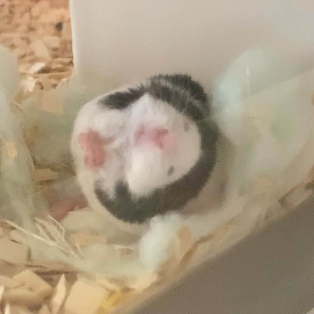 hamster_mocoさんのインスタグラム写真 - (hamster_mocoInstagram)「ツナちゃんに毛づくろいしてもらって気持ちいいお顔のウメちゃん🤣 ･ あれ…もう終わりでちか🐼？って名残惜しそうなお顔が愛おしい🥺💓 2019.9.14 ☺︎︎ ︎︎#パンダマウスおにぎり三姉妹#パンダマウス#パンダマウス向上委員会#パンダマウスのいる生活#ネズミ#ふわもこ部 #モフモフ#ペット#小動物 #mouse#pandamouse#happy_pets#PET_OF_OUR_WORLD#igersjp#ig_japan#instapet#weeklyfluff#kawaii#cute#팬다무스」9月14日 17時20分 - asahi.fl