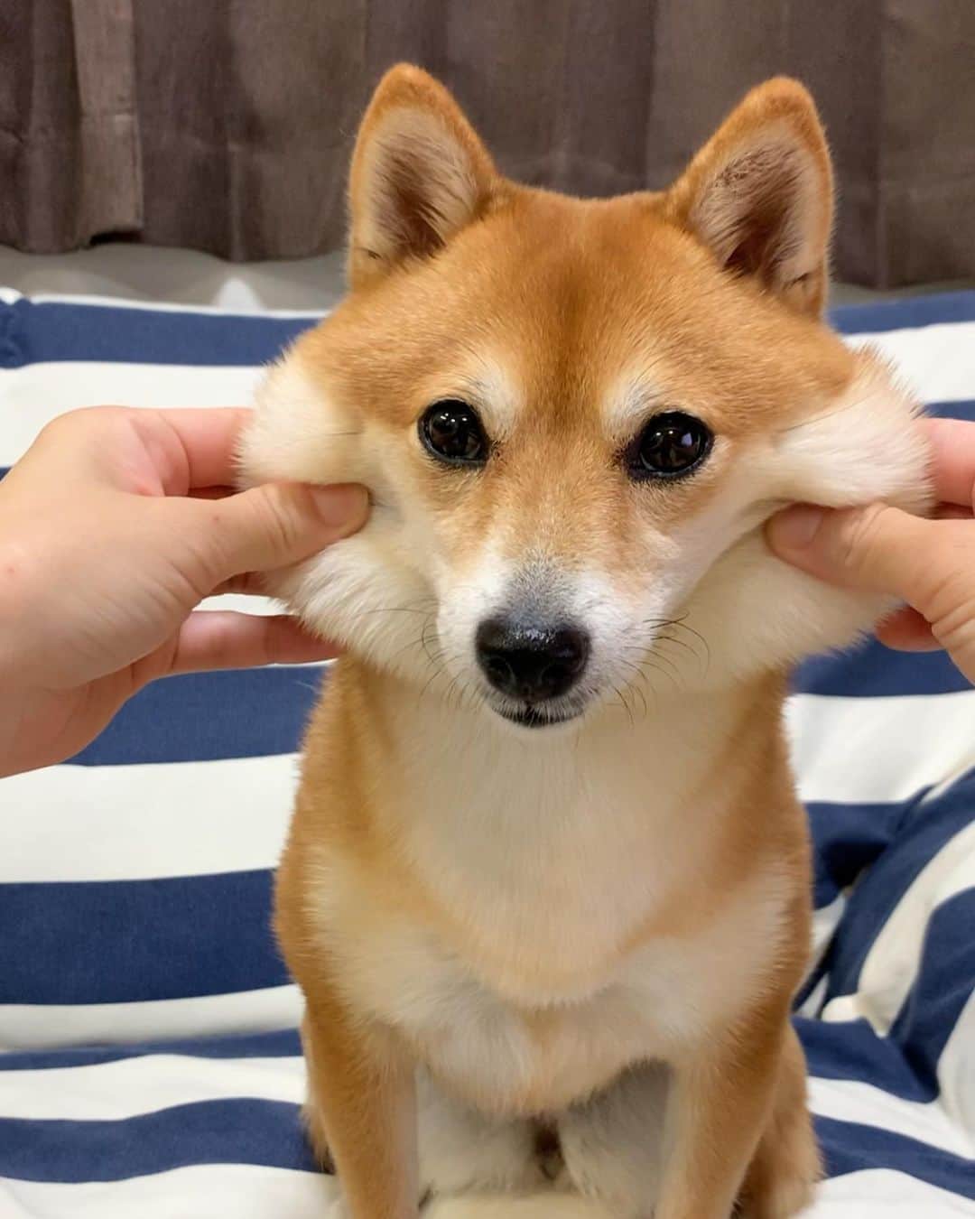 のインスタグラム：「. . HELLO〜こんにちわん🐻or🐿 . さにたんって リスなの🐿❓ . . #柴犬のほっぺはよく伸びる #サニーもちもち #リスのほっぺ #リス🐿 #squirrel🐿 #お餅みたいなほっぺ #びよんびよん . #柴犬#豆柴 #赤柴 #まめしばいぬ#まめしば#いぬのきもち#ふわもこ部 #サンデイ#サンデイいぬ組#anicas#shiba_snap #shibainu #shiba#mameshiba #豆柴サニーちゃん」