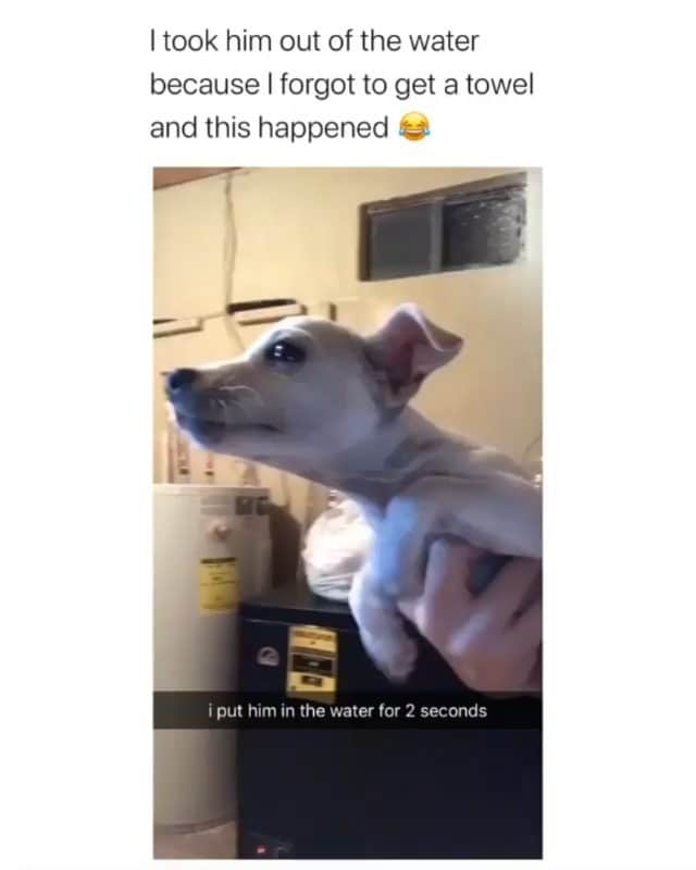 Funny Postsのインスタグラム：「••••••••••• 😂 I think I broke the dog 💬 Video by: Unknown 🎥 Double tap for more videos!」